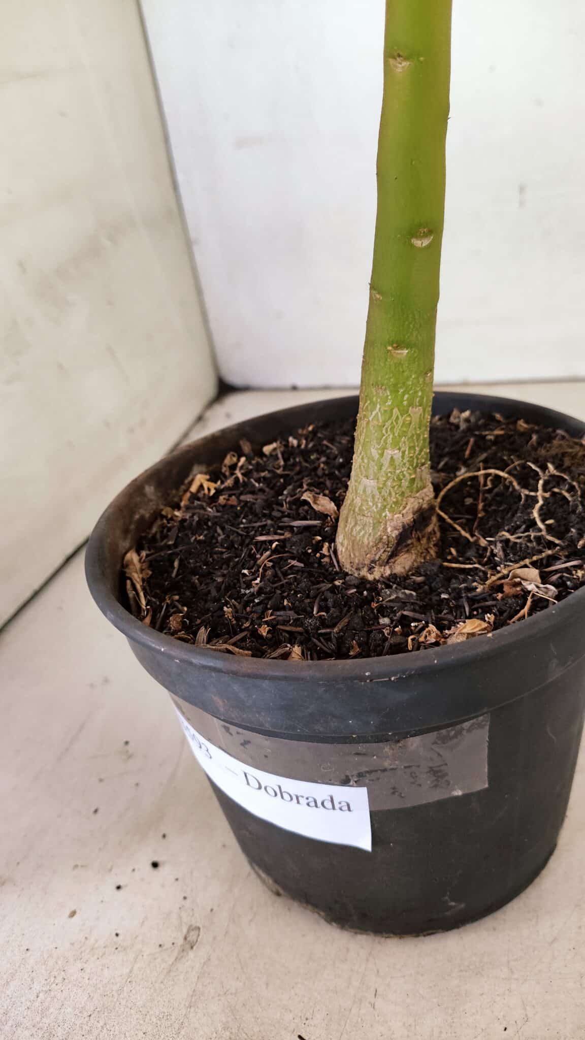 Planta Dobrada 3593 – 35cm – 03 anos - foto 7