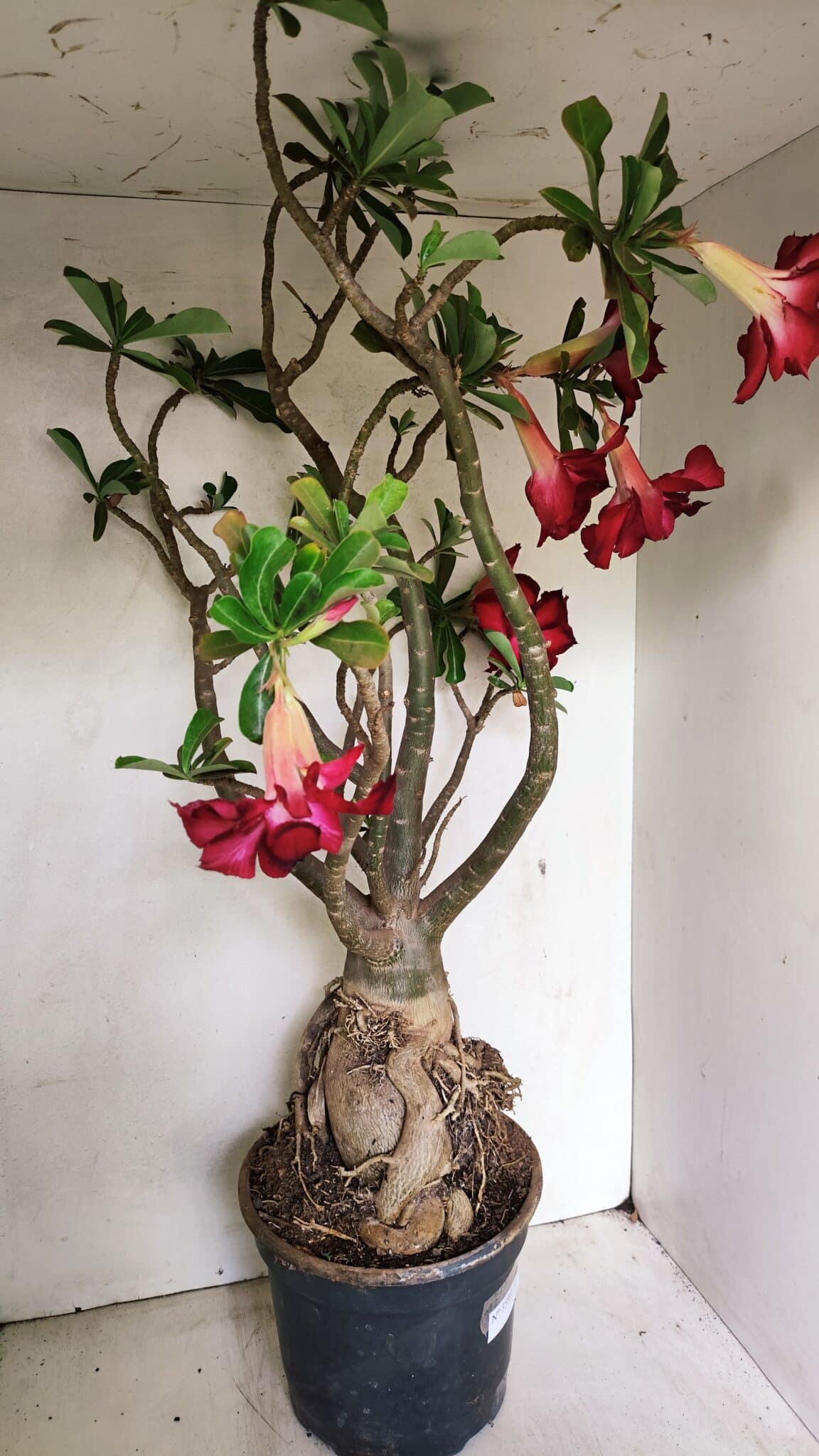 Planta Dobrada 3593 – 65cm – 06 anos - foto 13