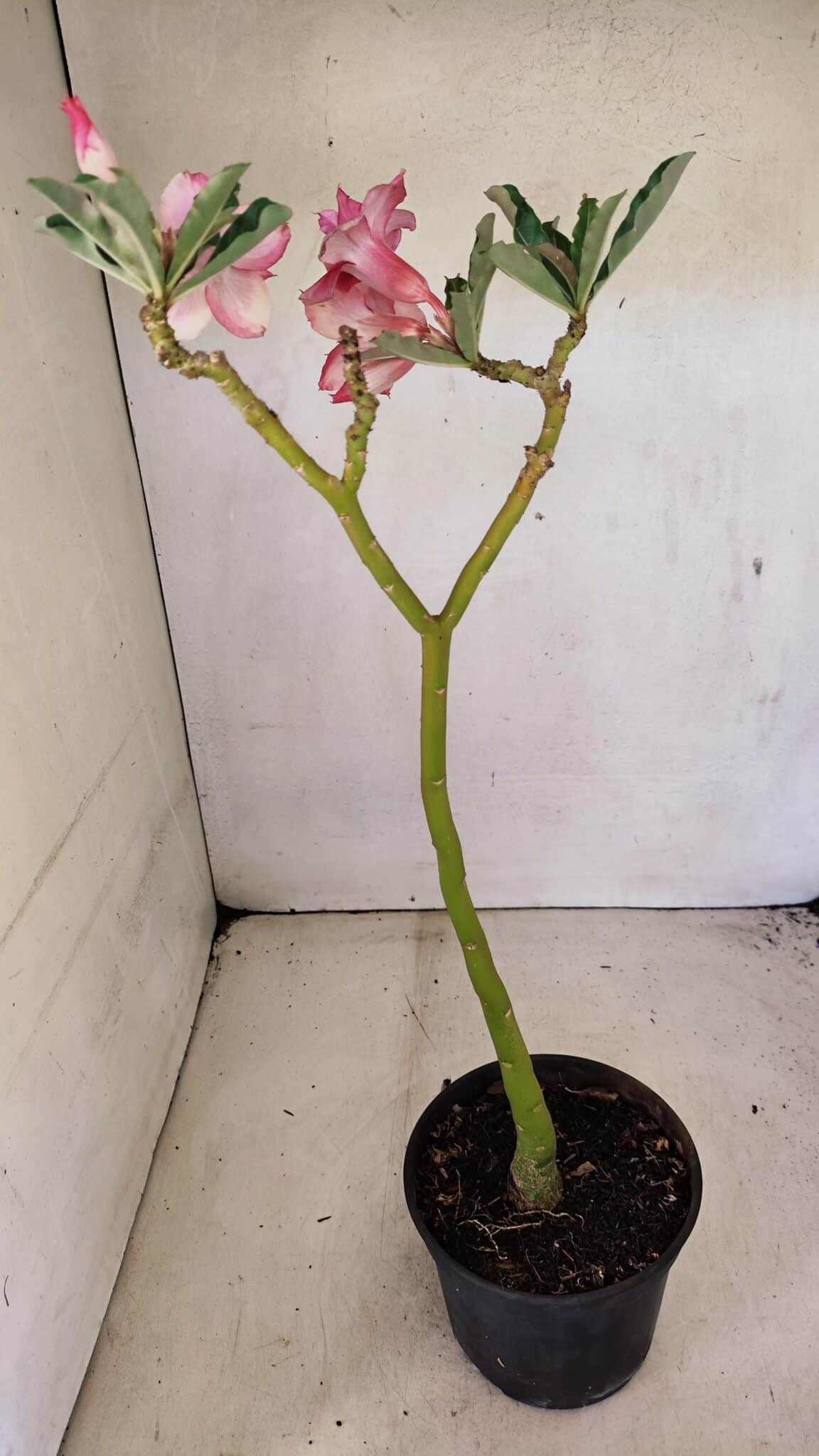 Planta Dobrada 3593 – 35cm – 03 anos - foto 6