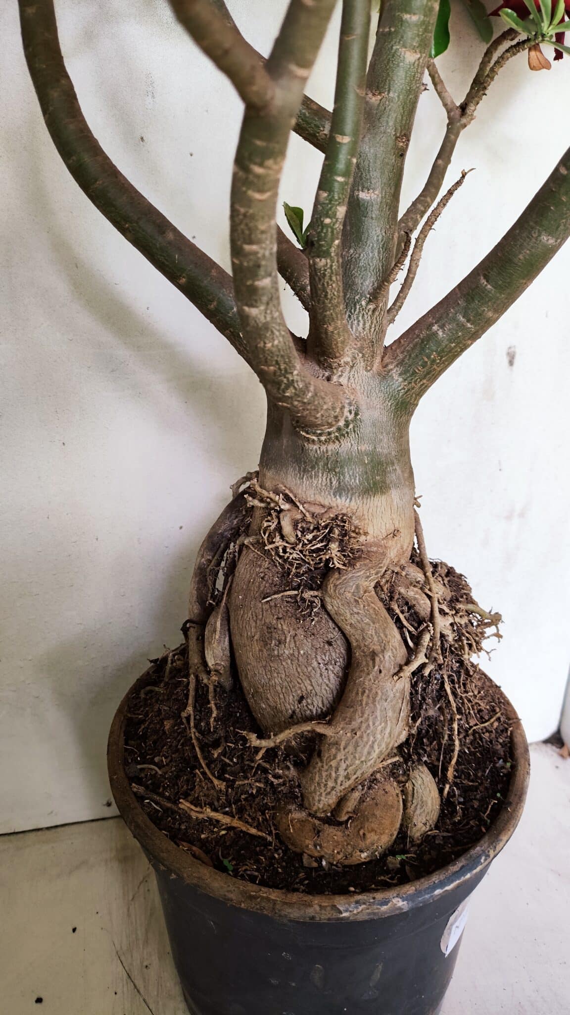 Planta Dobrada 3593 – 65cm – 06 anos - foto 12