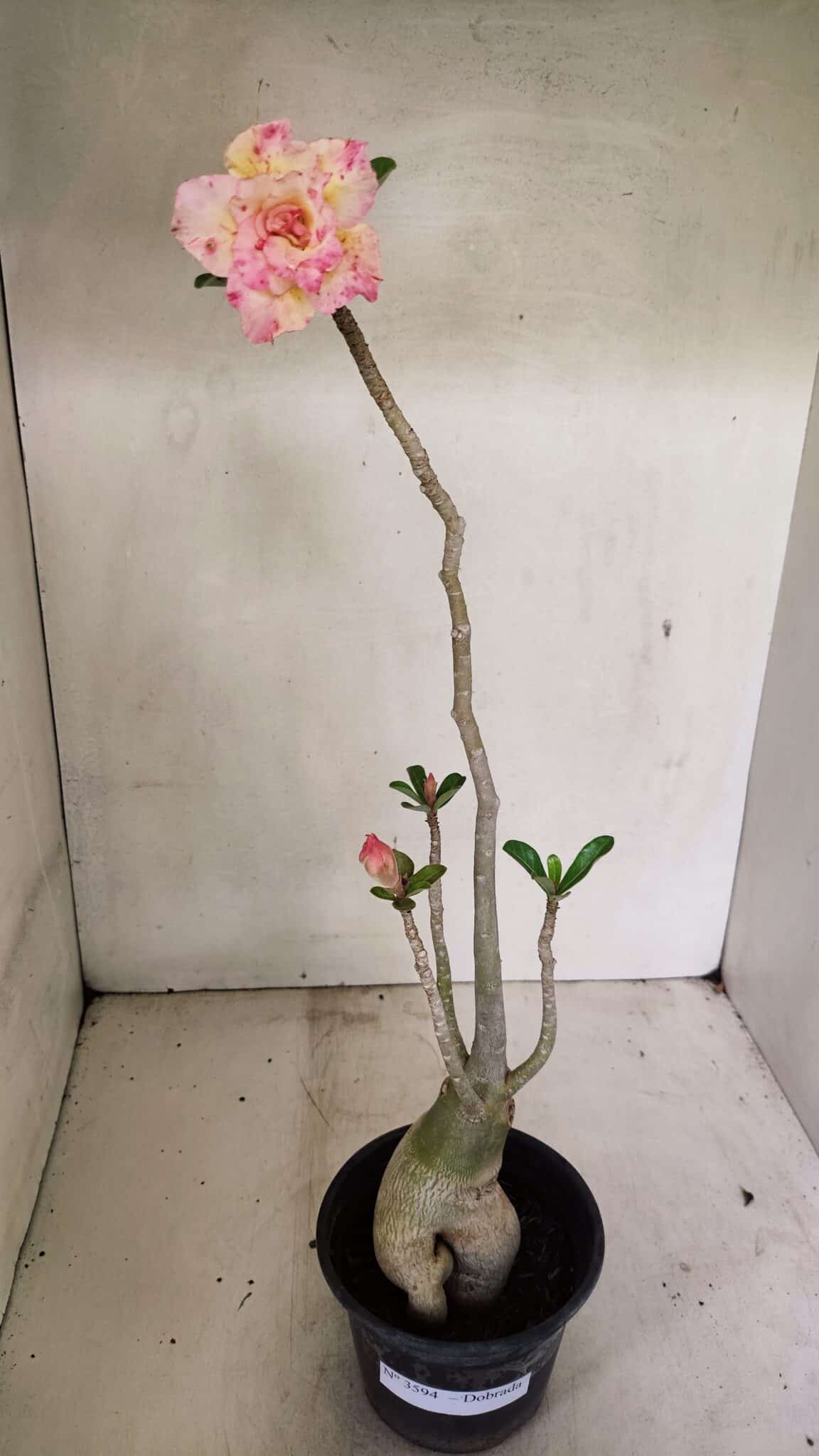 Planta Dobrada 3594 – 35cm – 03 anos - foto 2