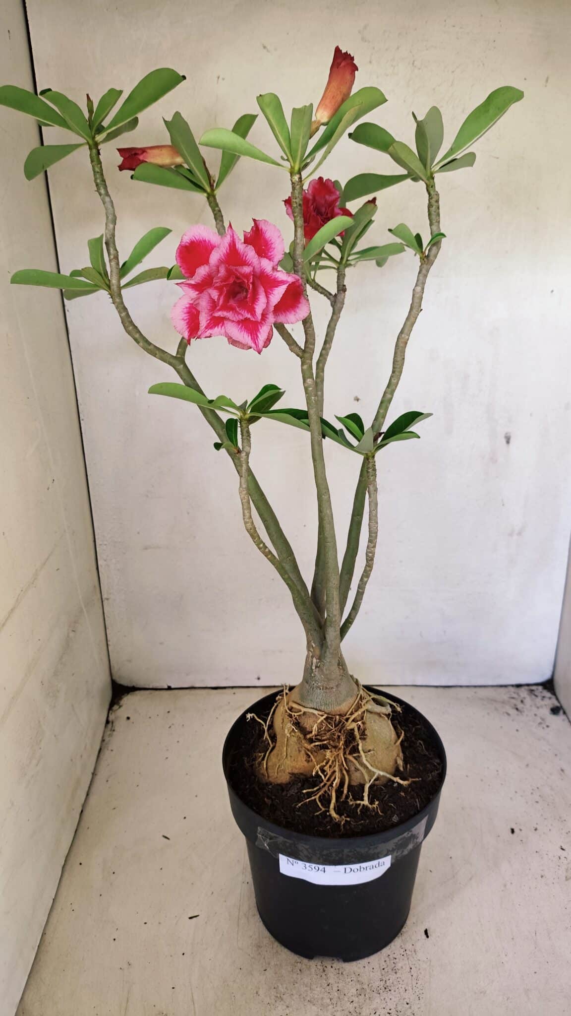 Planta Dobrada 3594 – 50cm – 04 anos - foto 2