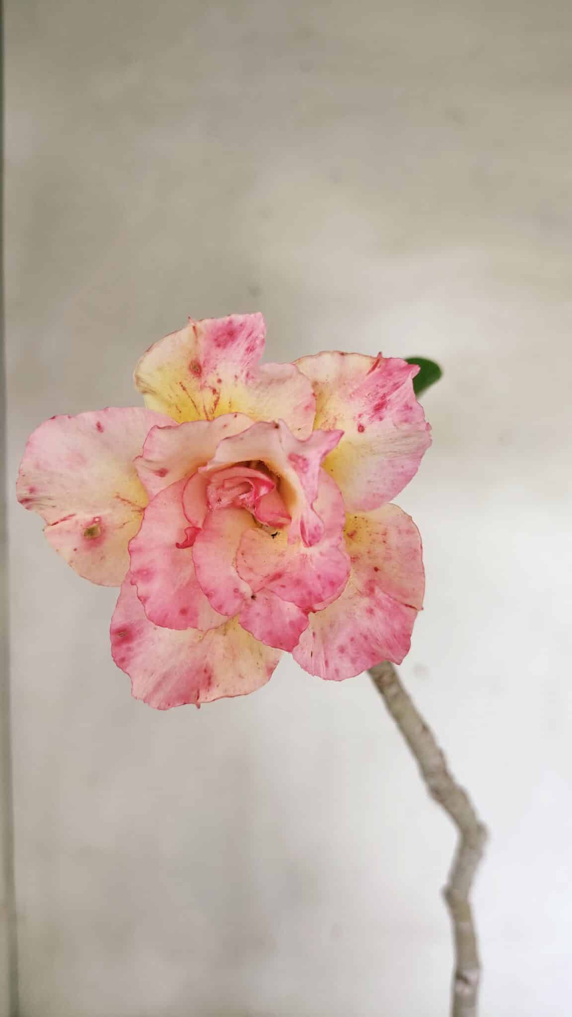 Planta Dobrada 3594 – 35cm – 03 anos - foto 3