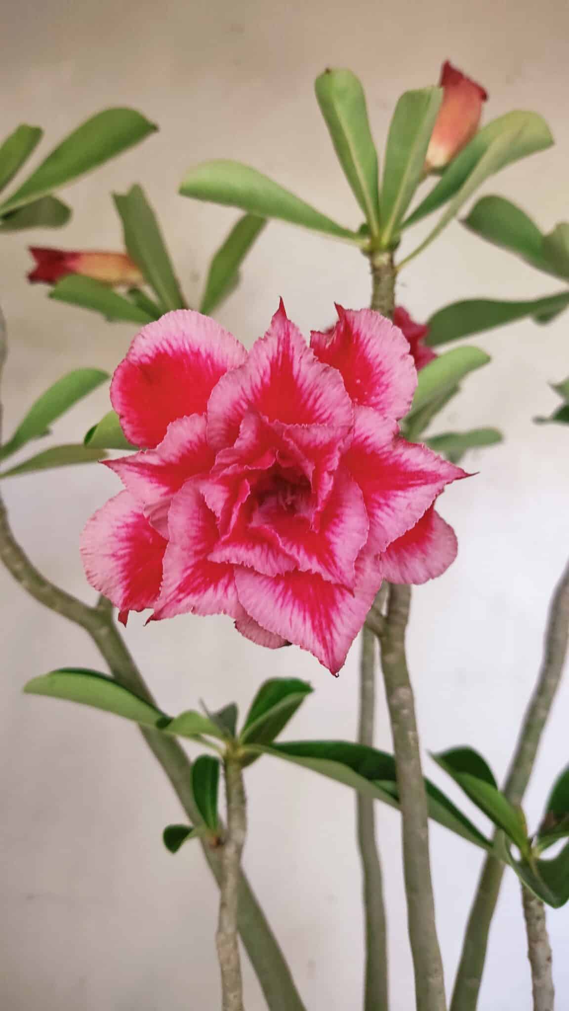 Planta Dobrada 3594 – 50cm – 04 anos - foto 3