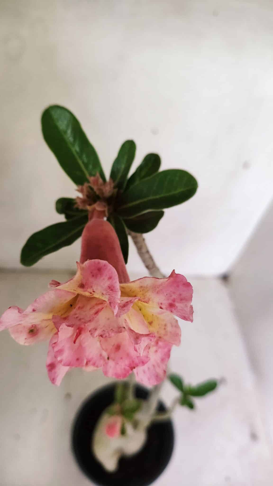 Planta Dobrada 3594 – 35cm – 03 anos - foto 4