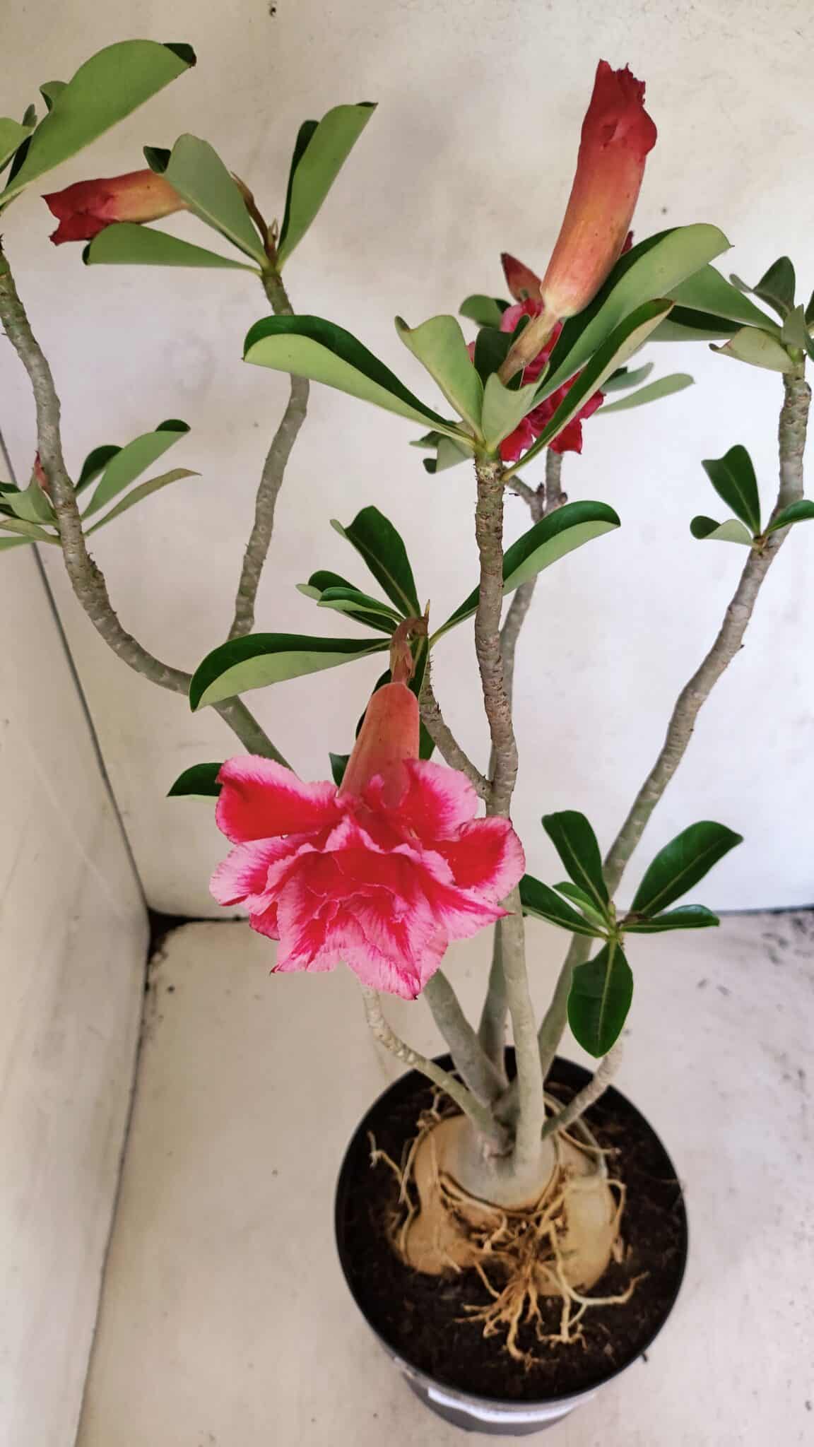 Planta Dobrada 3594 – 50cm – 04 anos - foto 4