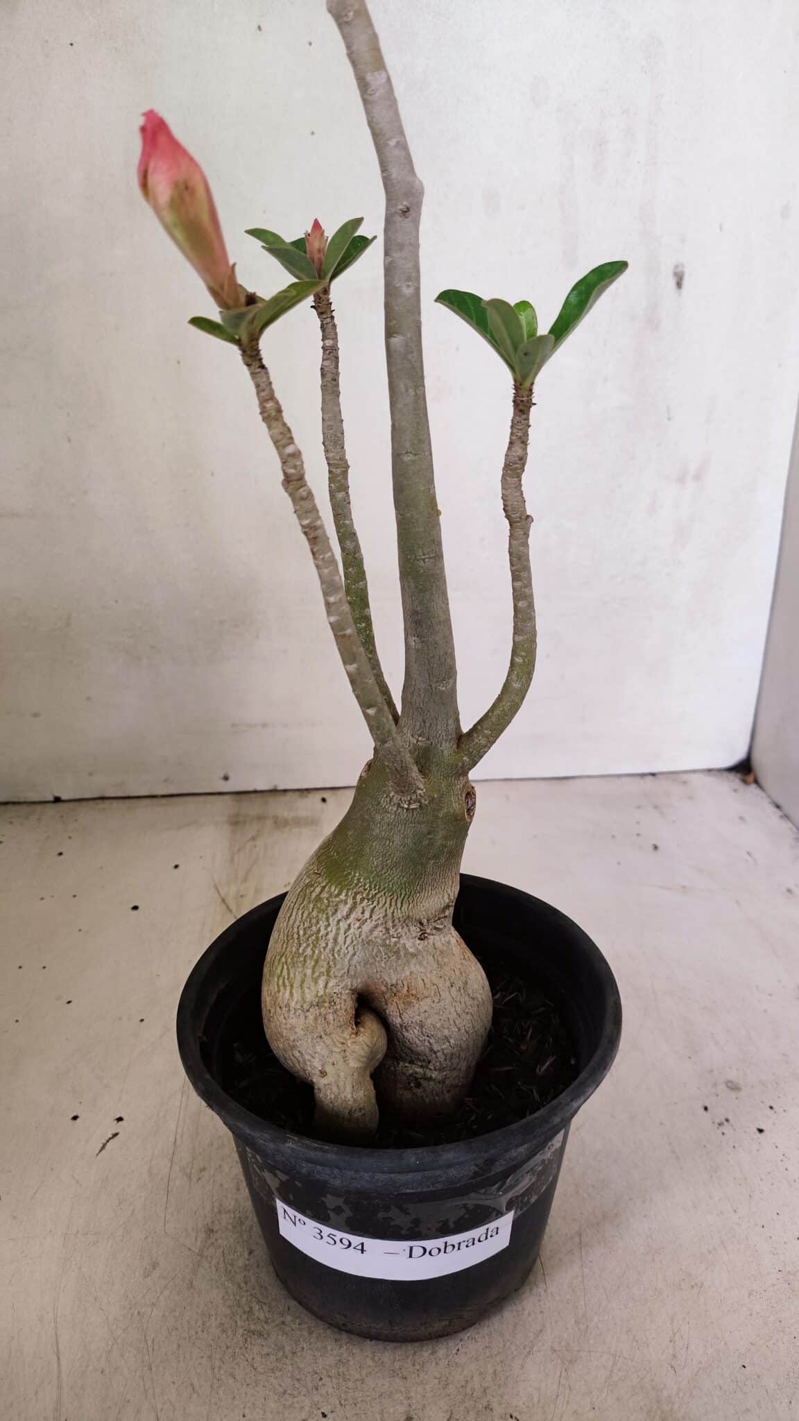 Planta Dobrada 3594 – 35cm – 03 anos - foto 5