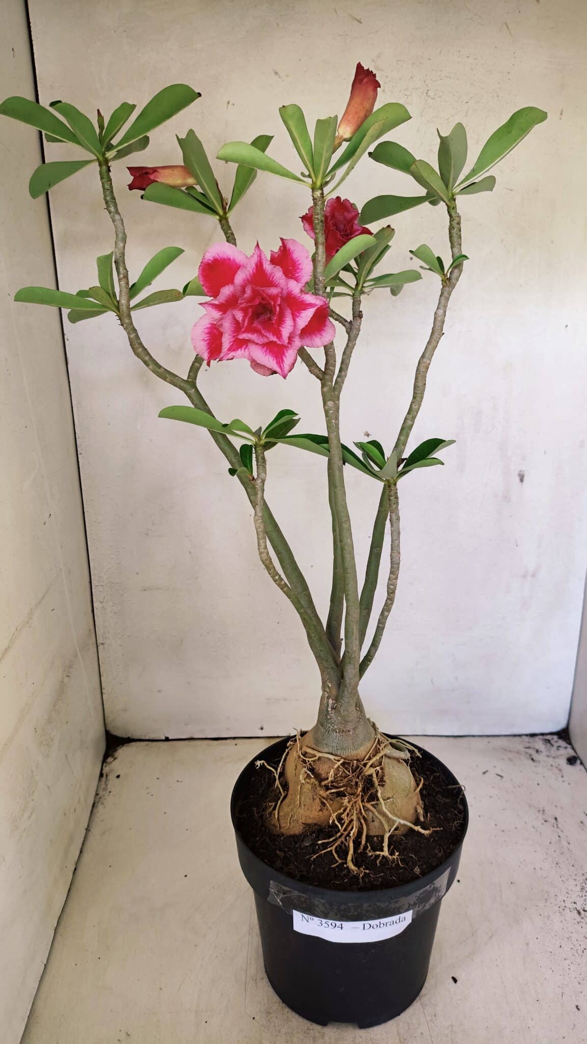 Planta Dobrada 3594 – 50cm – 04 anos - foto 7