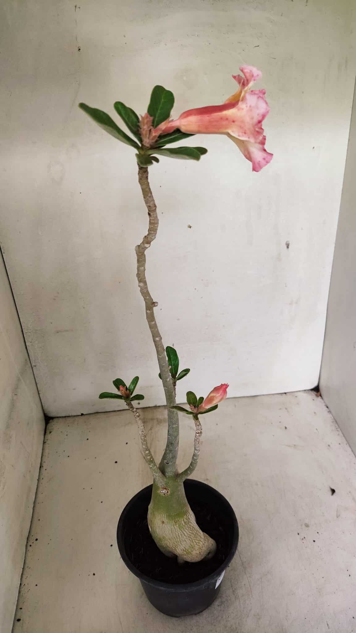 Planta Dobrada 3594 – 35cm – 03 anos - foto 7