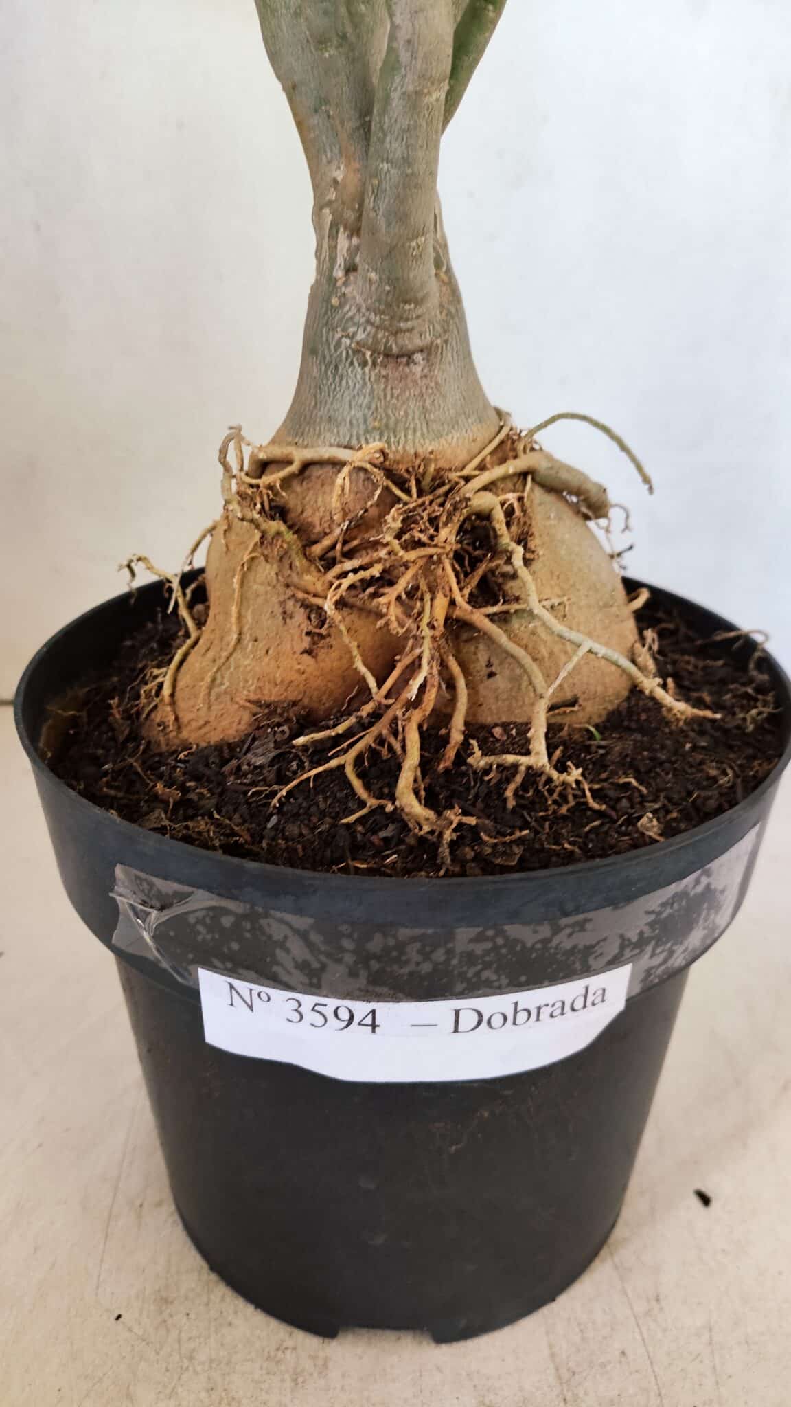 Planta Dobrada 3594 – 50cm – 04 anos - foto 5