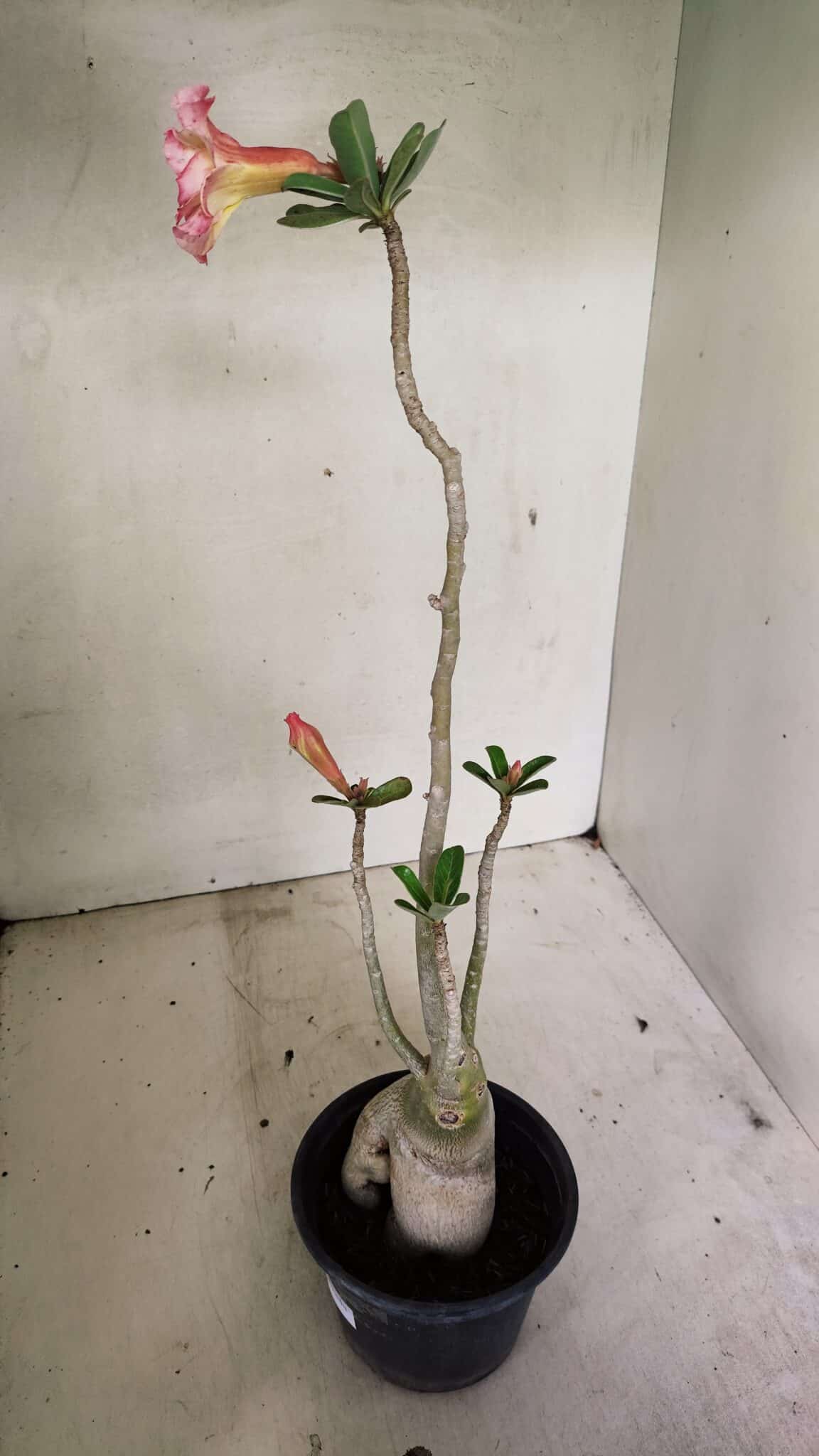 Planta Dobrada 3594 – 35cm – 03 anos - foto 6