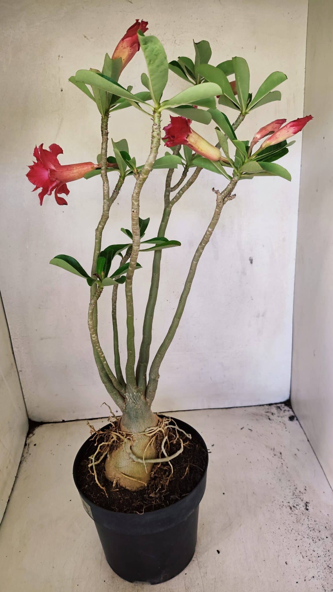 Planta Dobrada 3594 – 50cm – 04 anos - foto 9