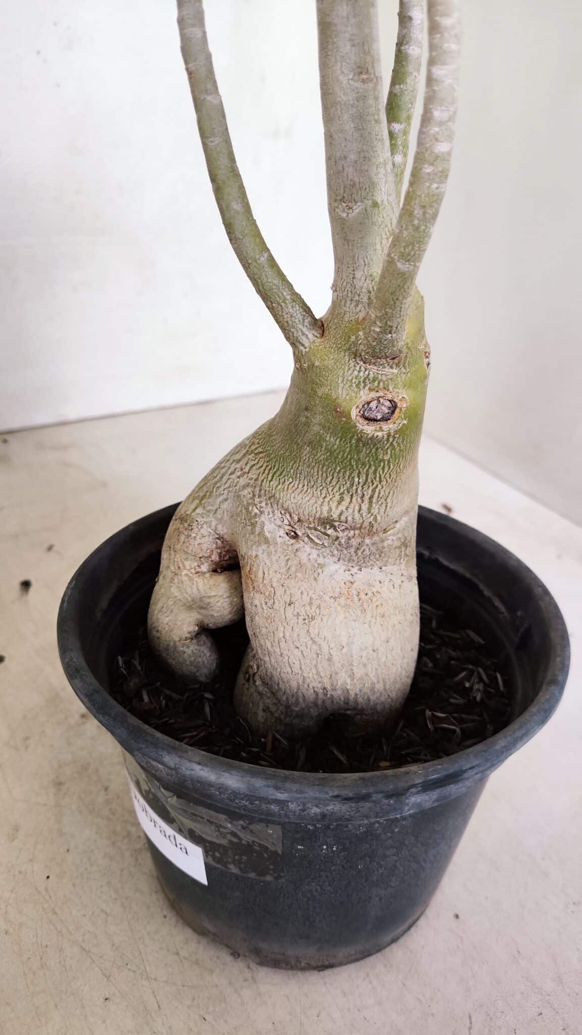 Planta Dobrada 3594 – 35cm – 03 anos - foto 8