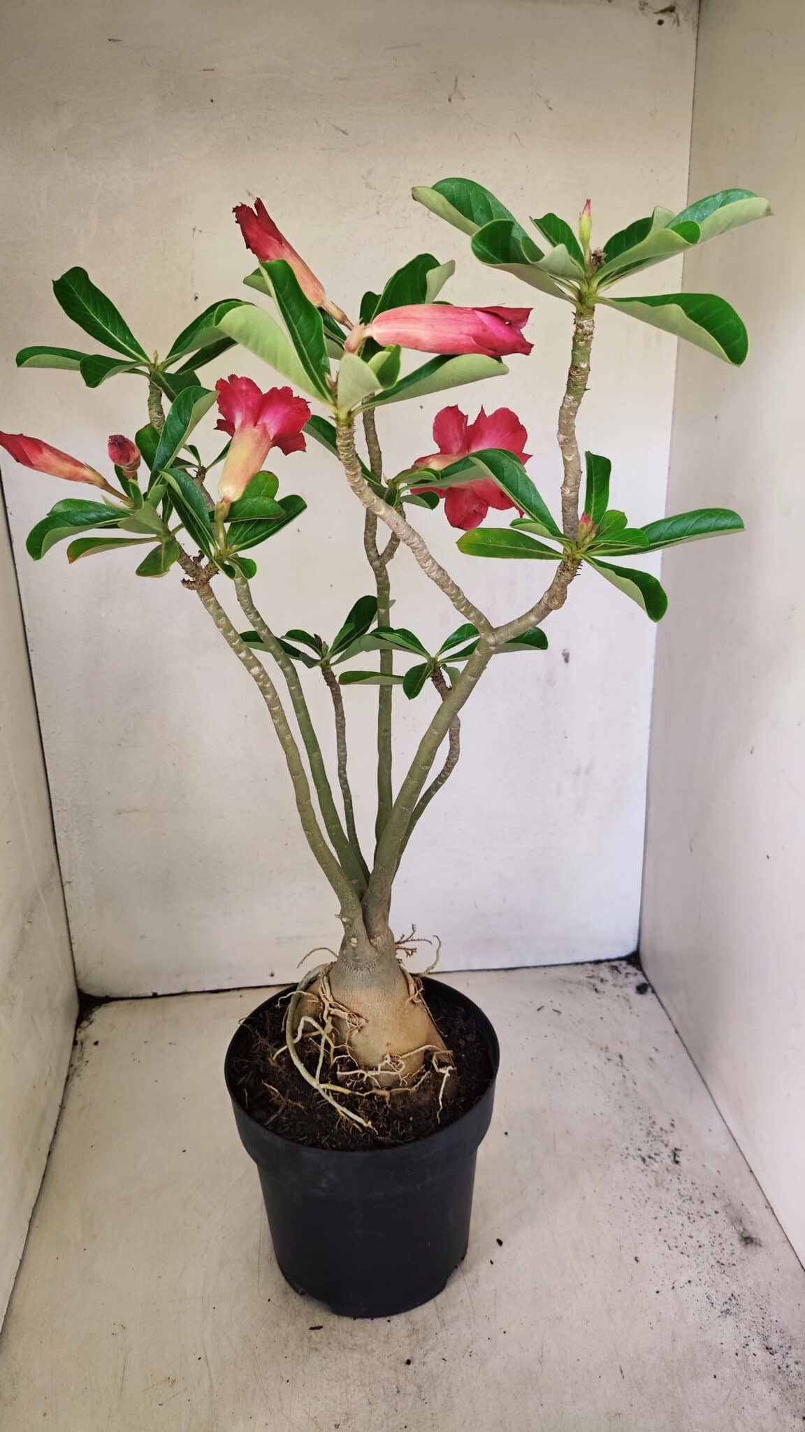 Planta Dobrada 3594 – 50cm – 04 anos - foto 8