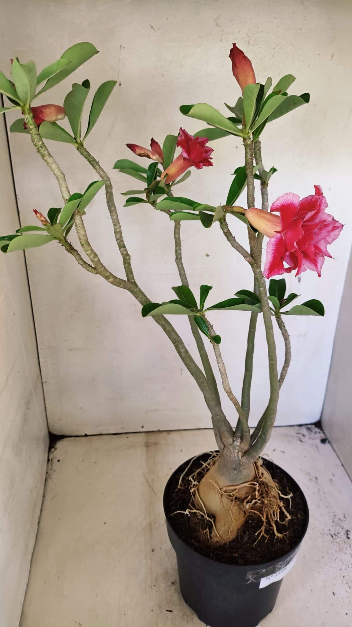 Planta Dobrada 3594 – 50cm – 04 anos - foto 6