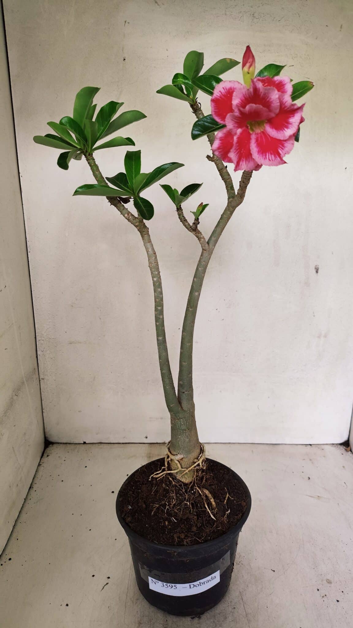 Planta Dobrada 3595 – 35cm – 03 anos - foto 2