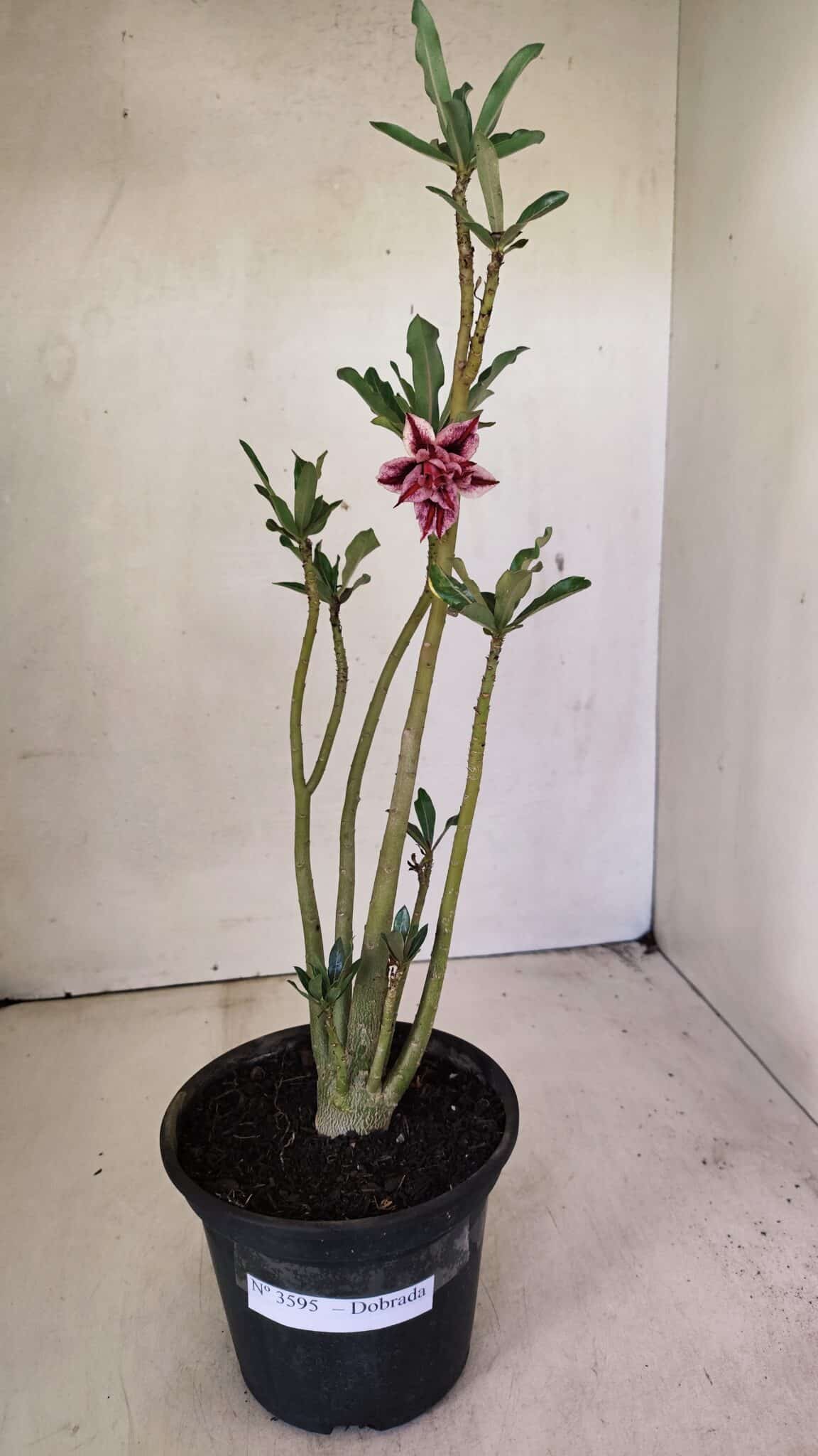 Planta Dobrada 3595 – 30cm – 02 anos - foto 2