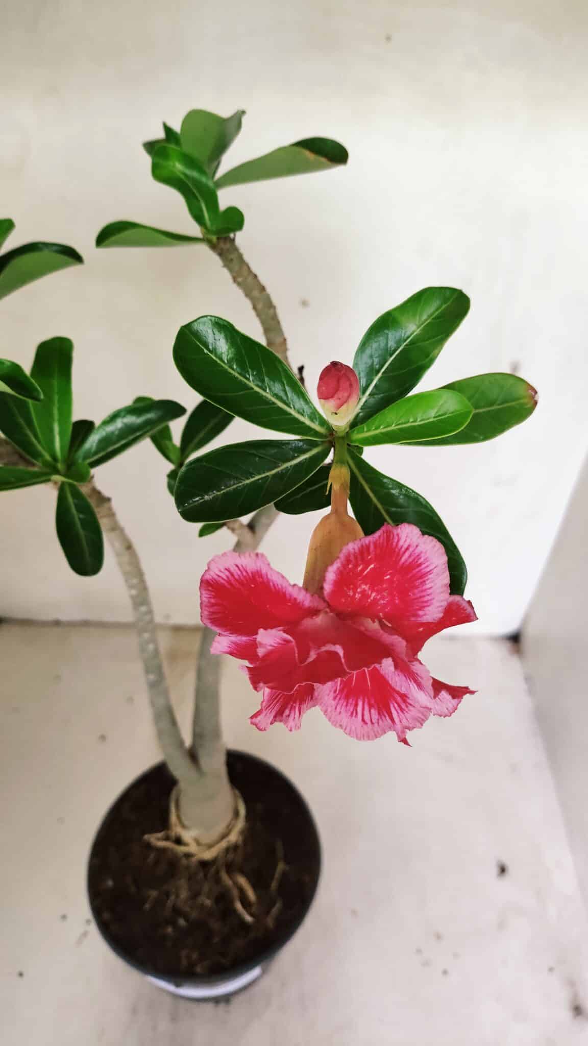 Planta Dobrada 3595 – 35cm – 03 anos - foto 4
