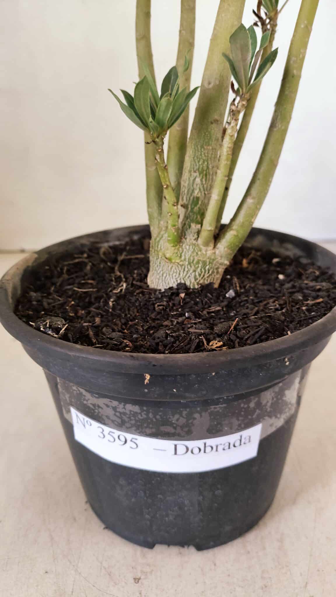 Planta Dobrada 3595 – 30cm – 02 anos - foto 6