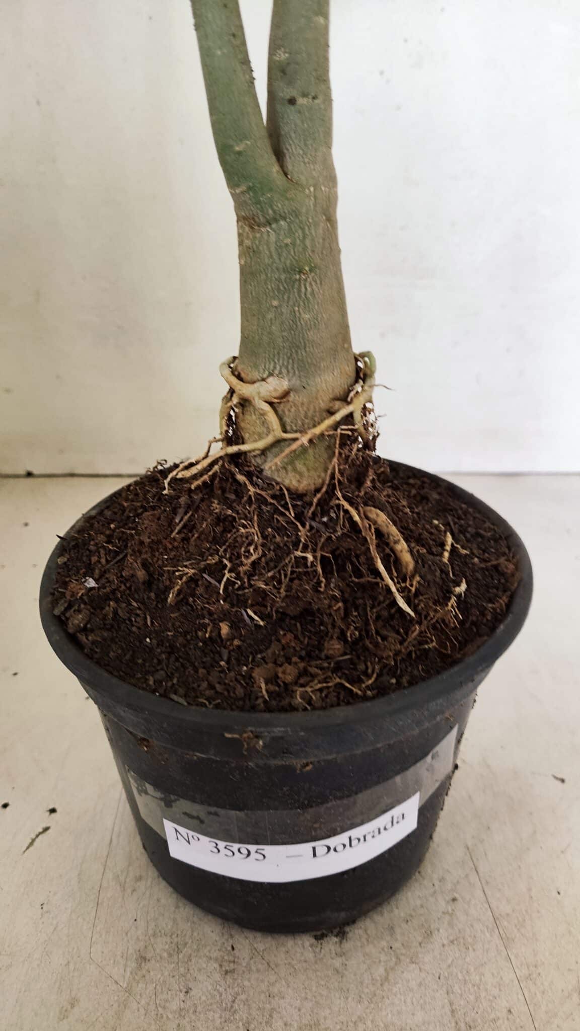 Planta Dobrada 3595 – 35cm – 03 anos - foto 7