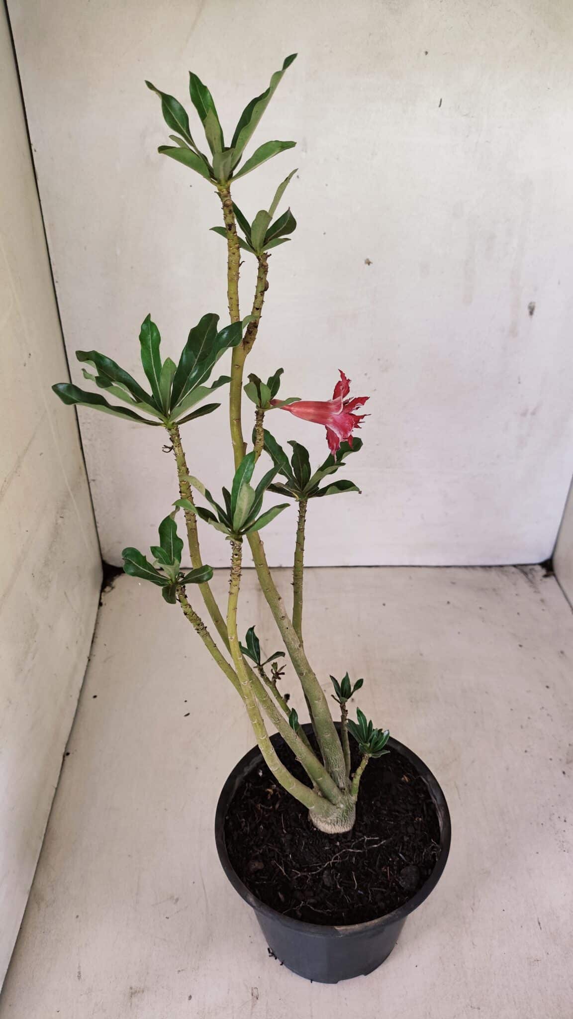 Planta Dobrada 3595 – 30cm – 02 anos - foto 5