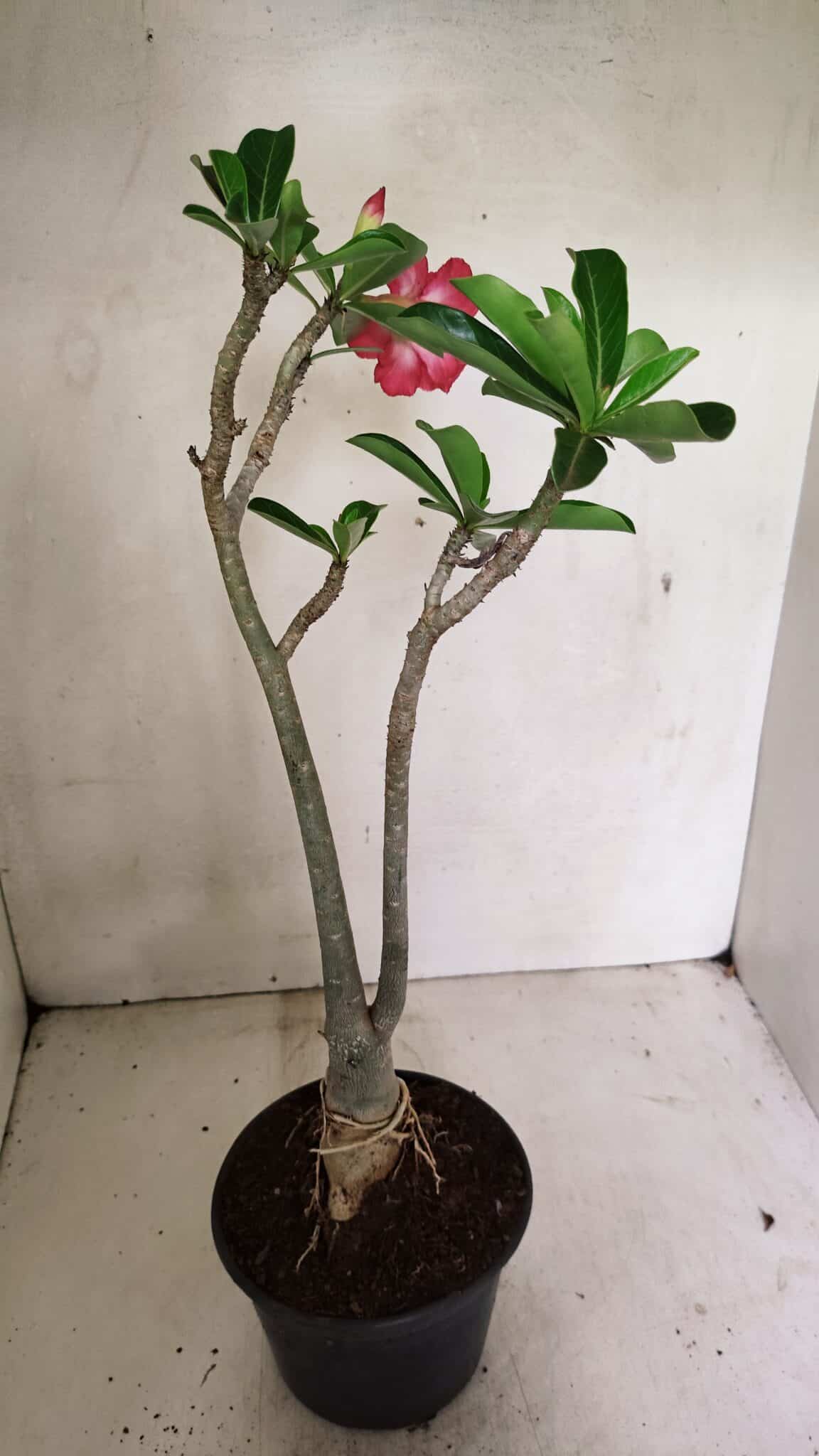 Planta Dobrada 3595 – 35cm – 03 anos - foto 6