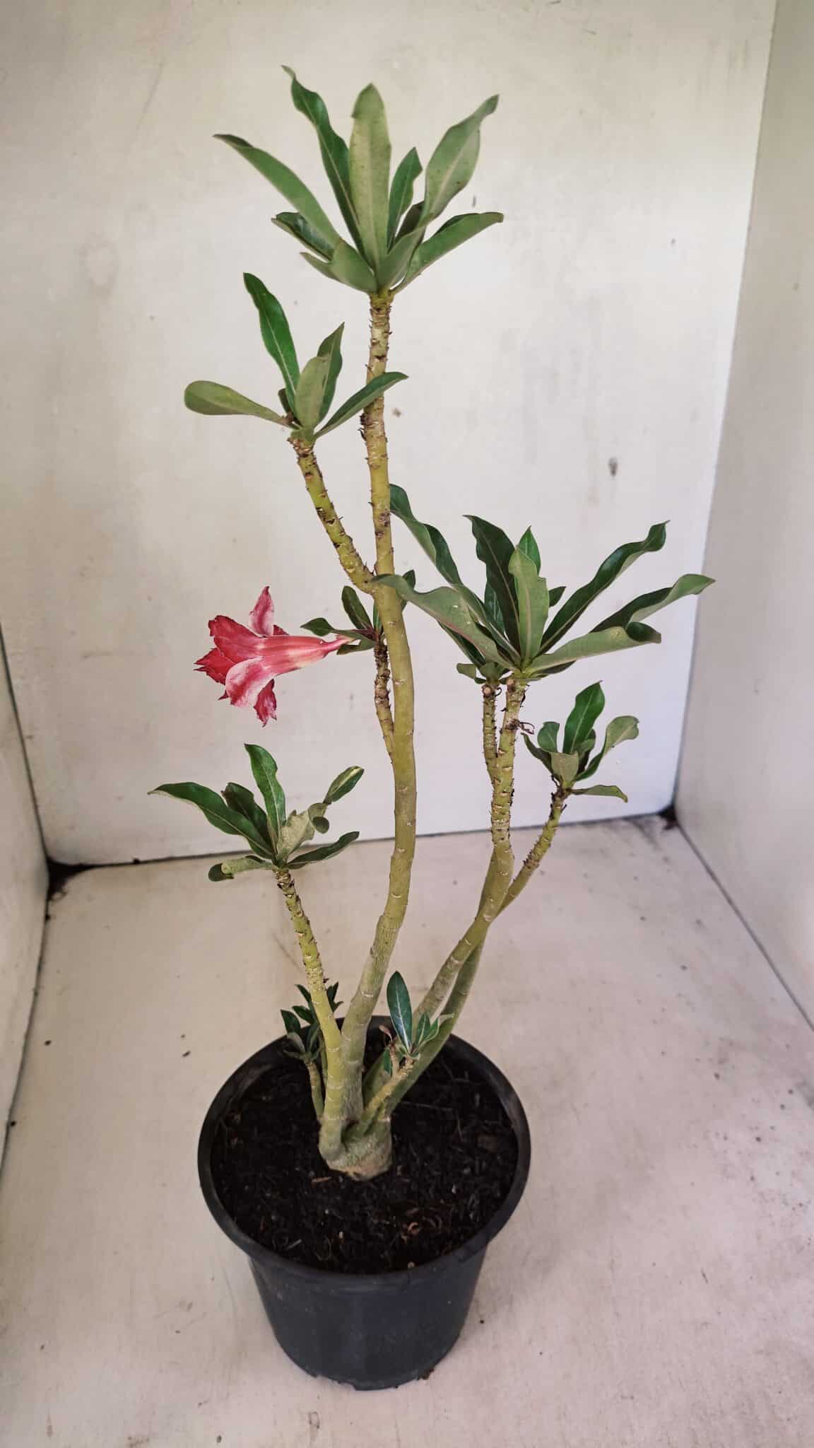 Planta Dobrada 3595 – 30cm – 02 anos - foto 4