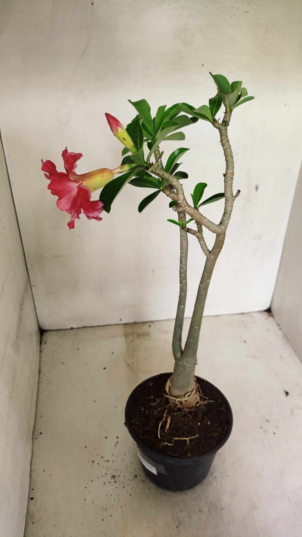 Planta Dobrada 3595 – 35cm – 03 anos - foto 5