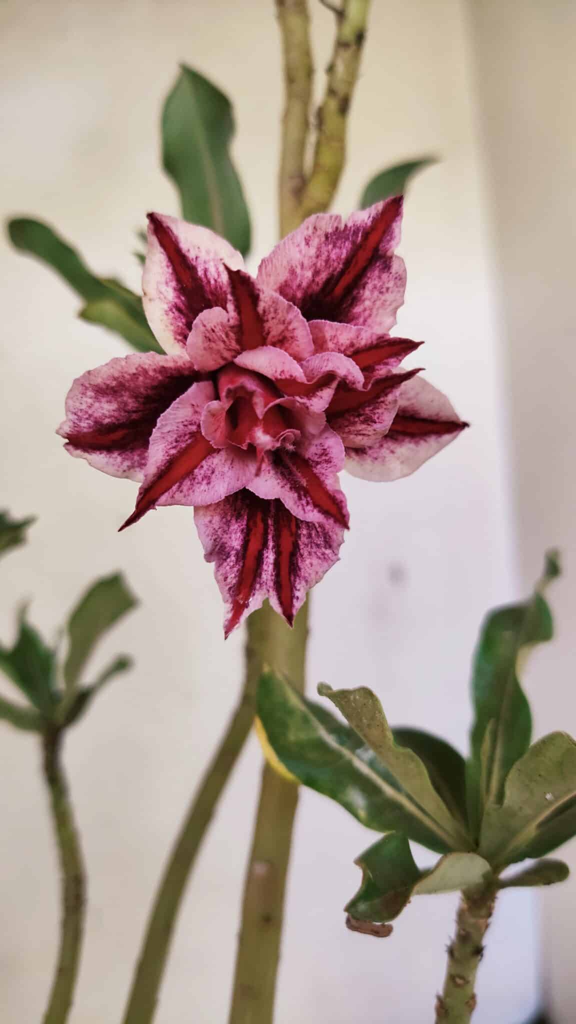 Planta Dobrada 3595 – 30cm – 02 anos - foto 3