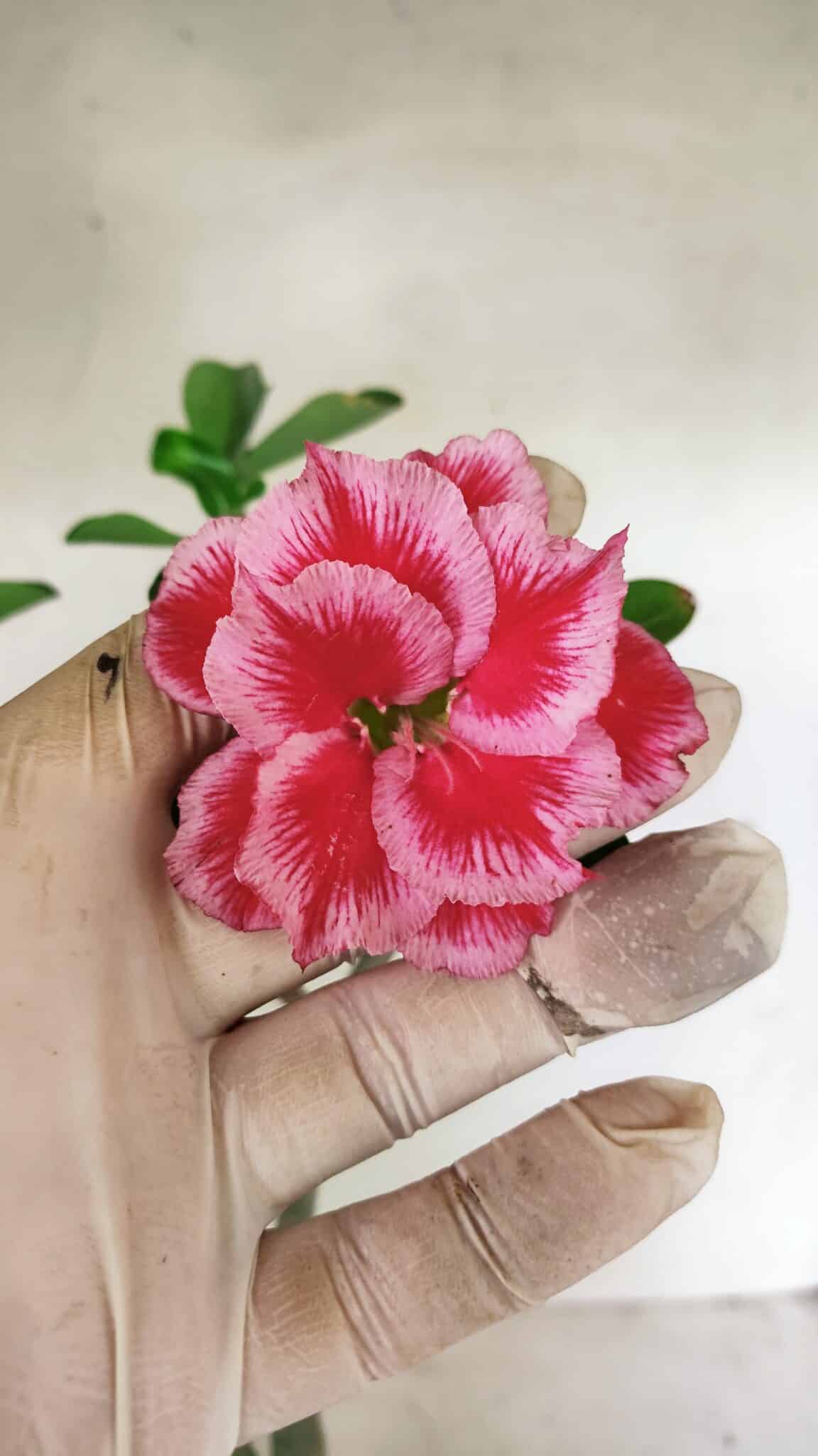 Planta Dobrada 3595 – 35cm – 03 anos - foto 3