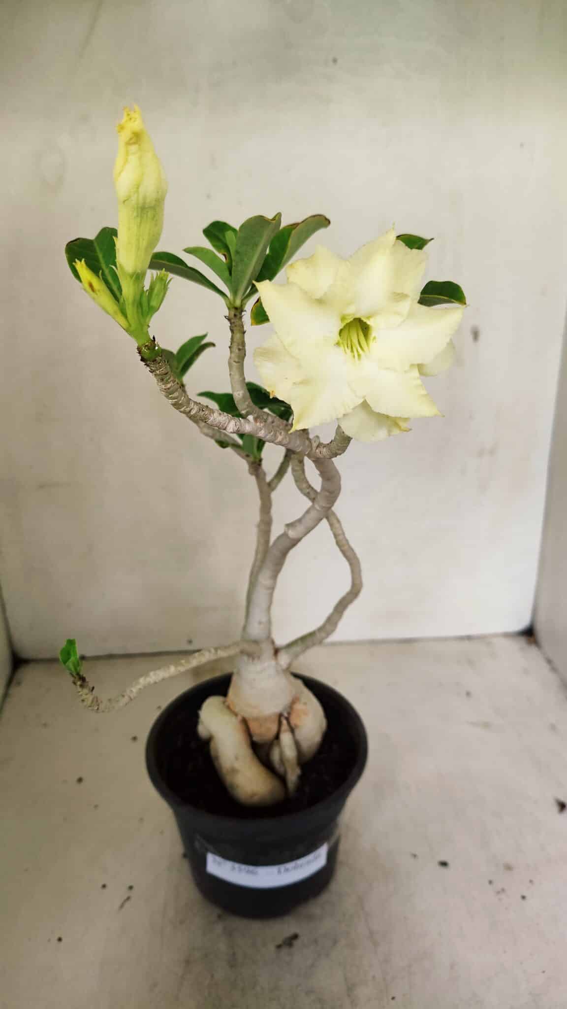 Planta Dobrada 3596 – 35cm – 03 anos - foto 2