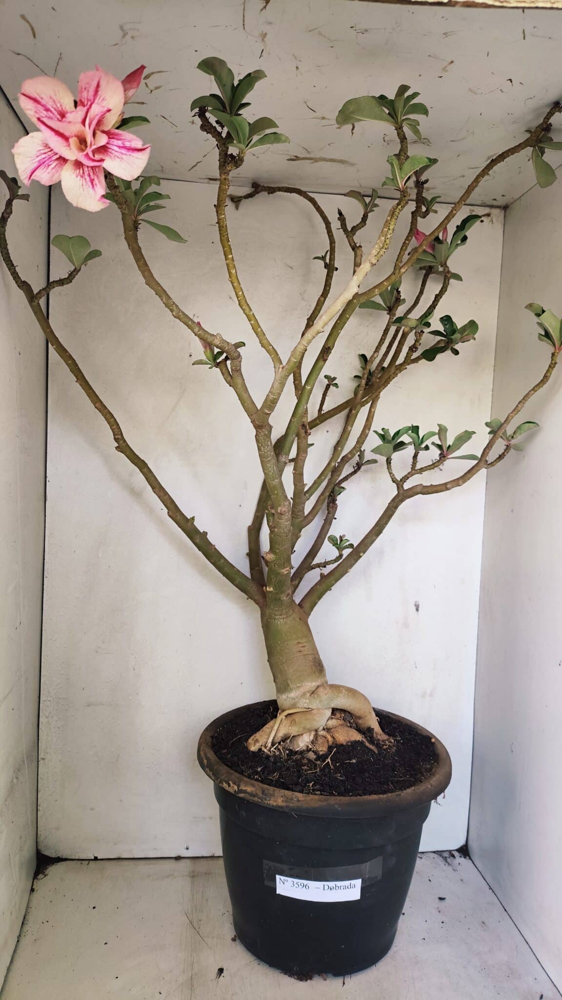 Planta Dobrada 3596 – 70cm – 06 anos - foto 2