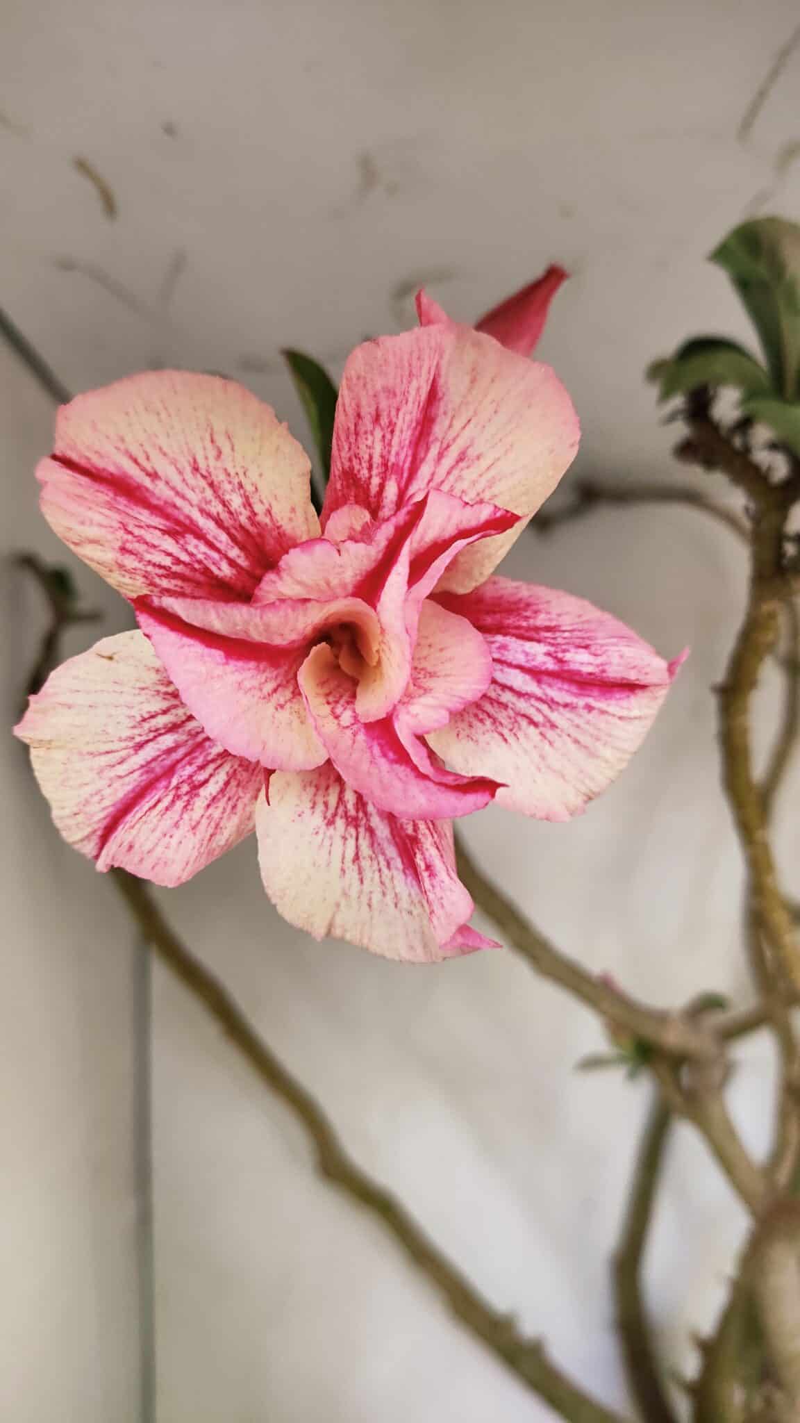 Planta Dobrada 3596 – 70cm – 06 anos - foto 3