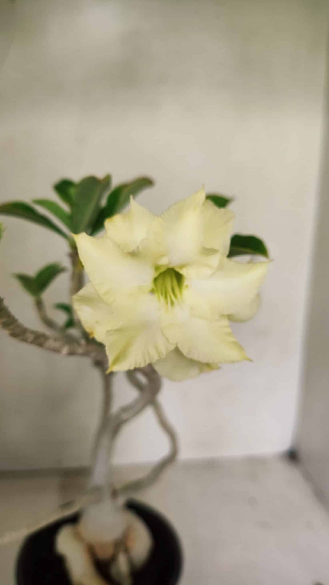 Planta Dobrada 3596 – 35cm – 03 anos - foto 3