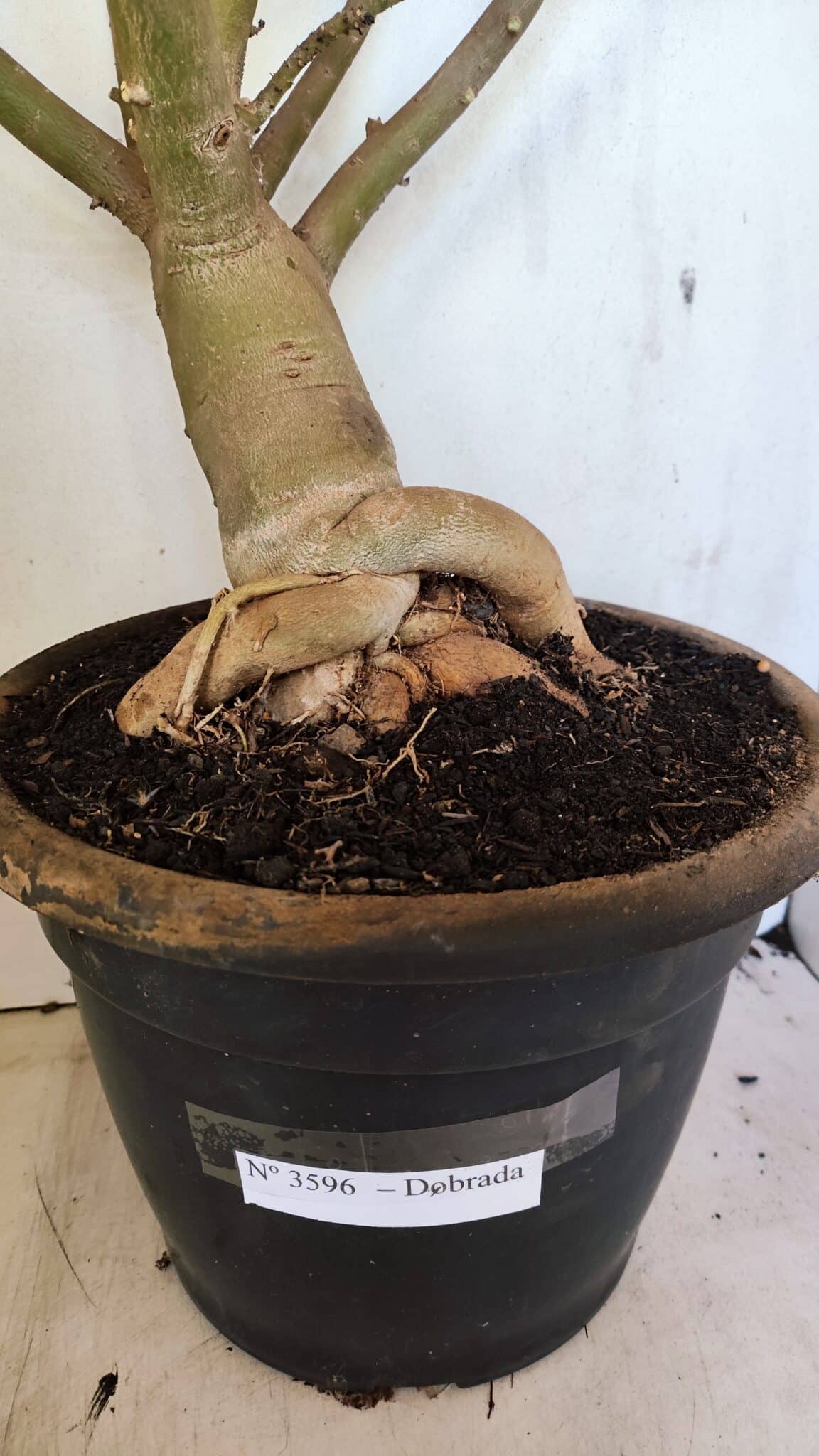 Planta Dobrada 3596 – 70cm – 06 anos - foto 7