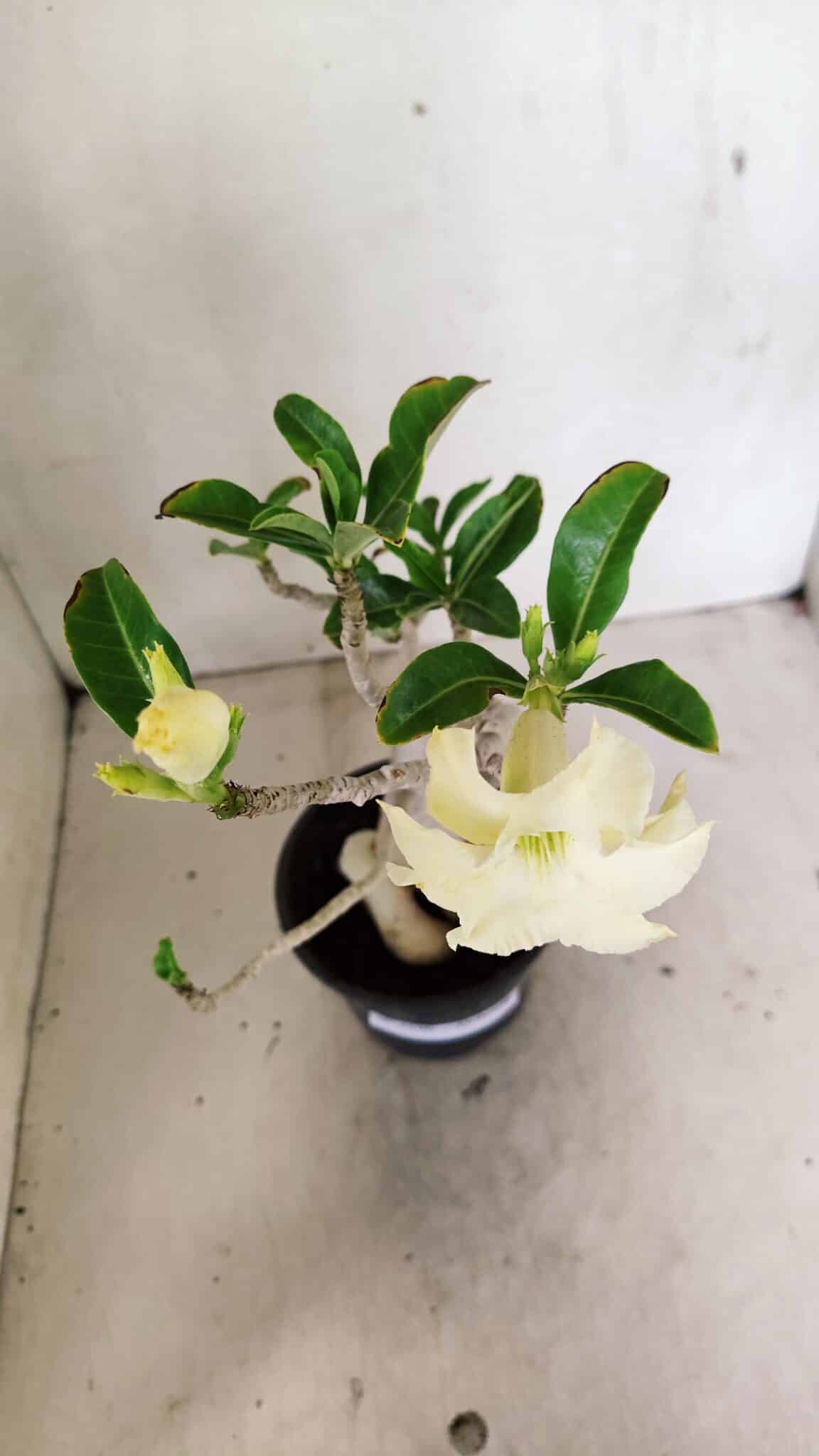 Planta Dobrada 3596 – 35cm – 03 anos - foto 4