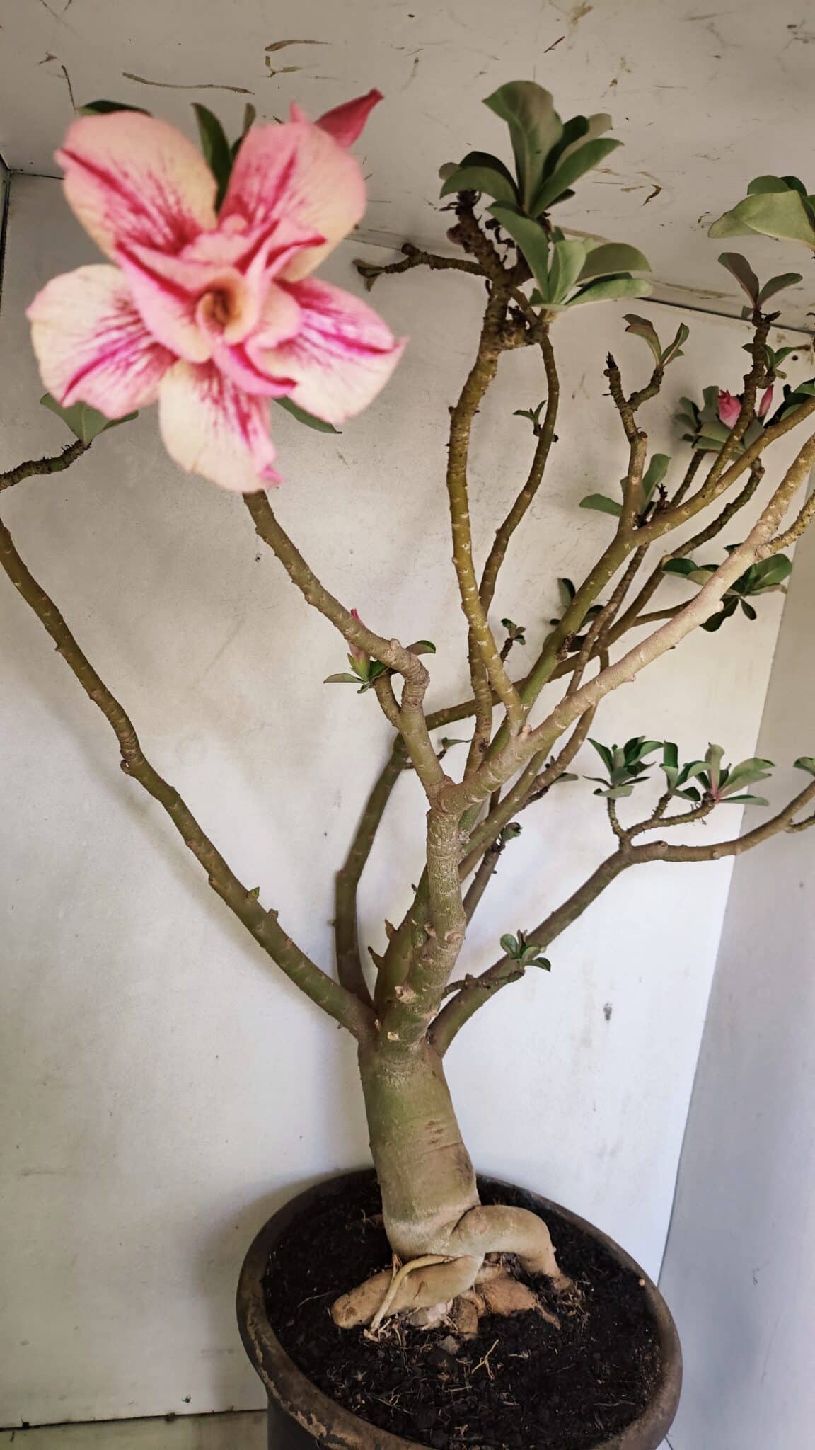 Planta Dobrada 3596 – 70cm – 06 anos - foto 4