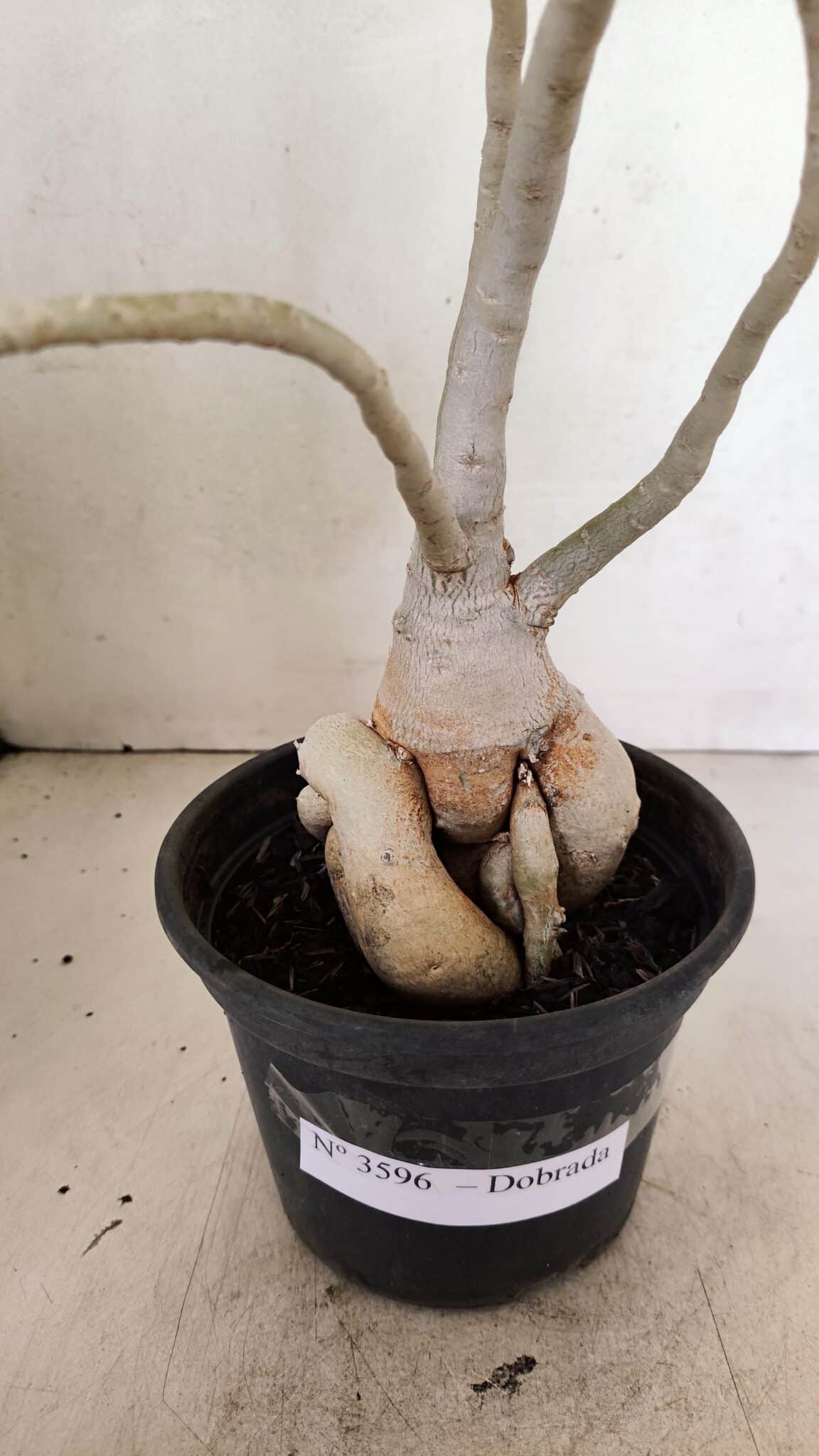 Planta Dobrada 3596 – 35cm – 03 anos - foto 8