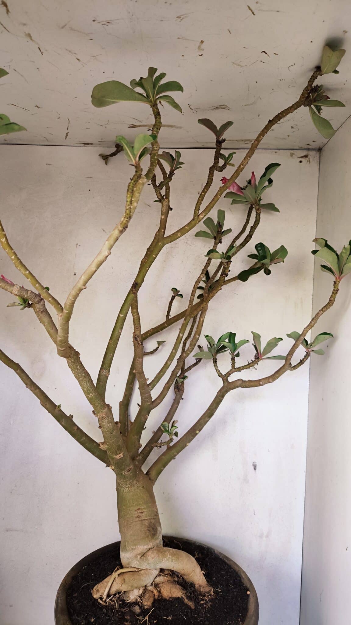 Planta Dobrada 3596 – 70cm – 06 anos - foto 11