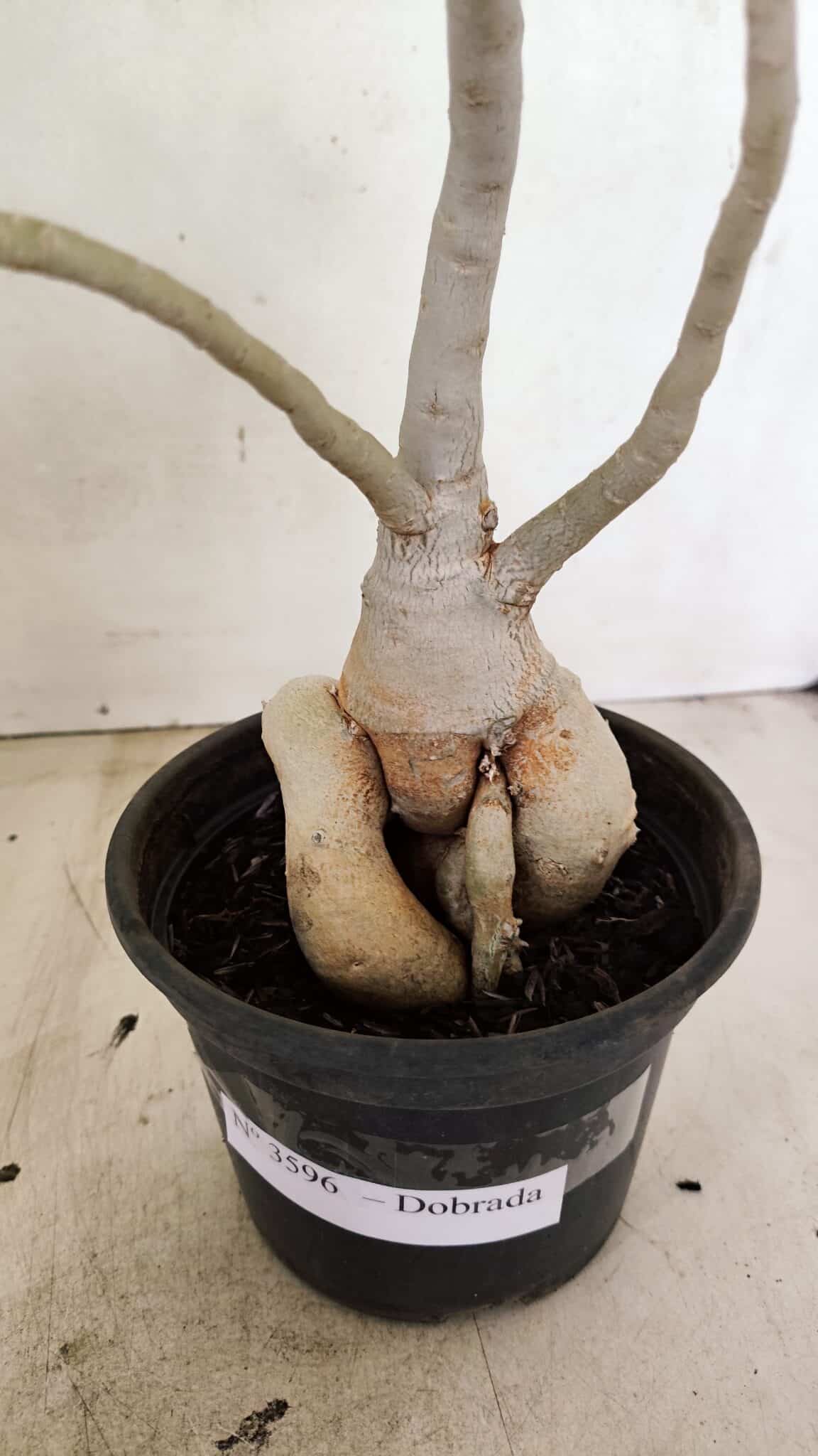 Planta Dobrada 3596 – 35cm – 03 anos - foto 5