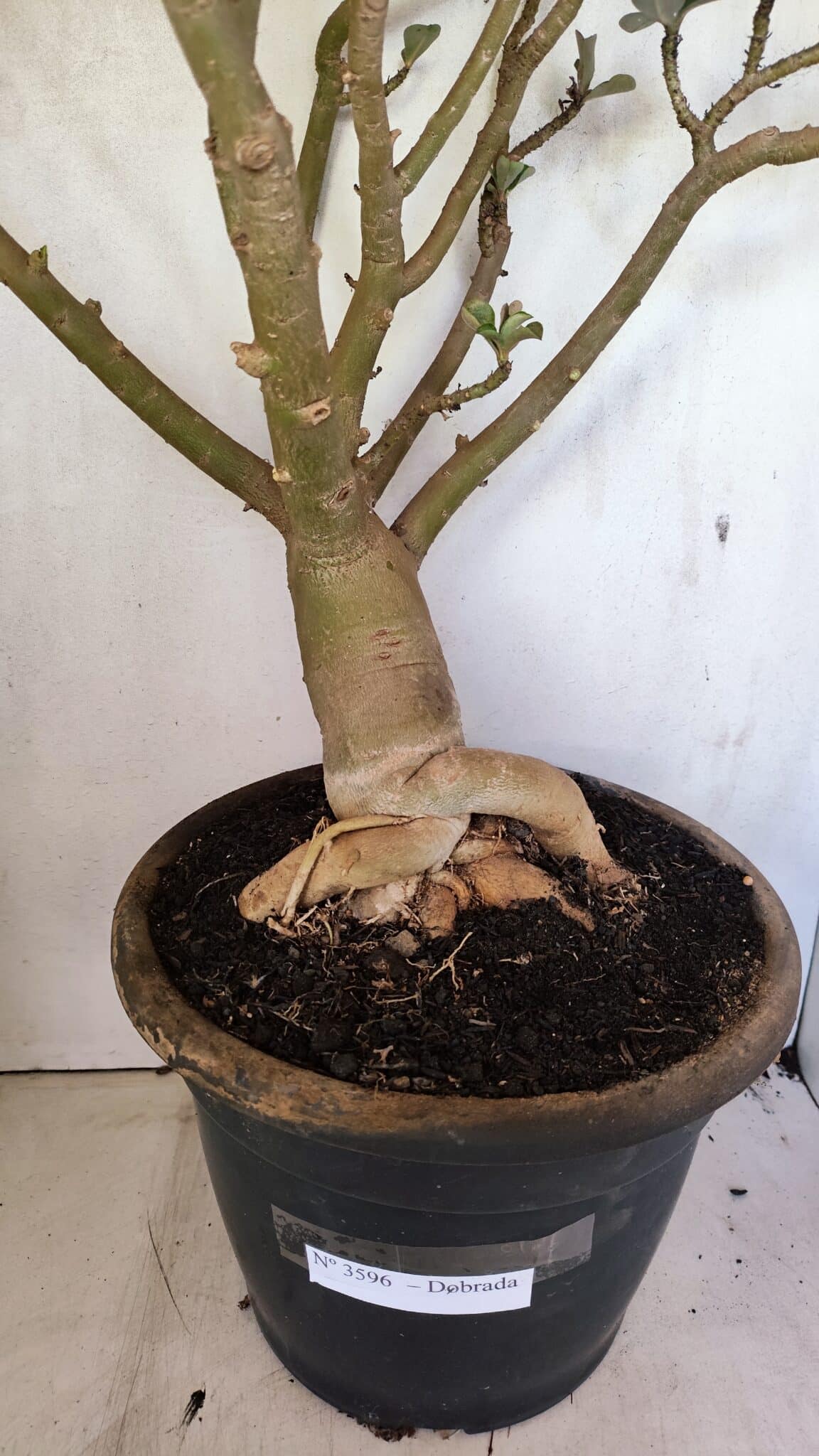 Planta Dobrada 3596 – 70cm – 06 anos - foto 10