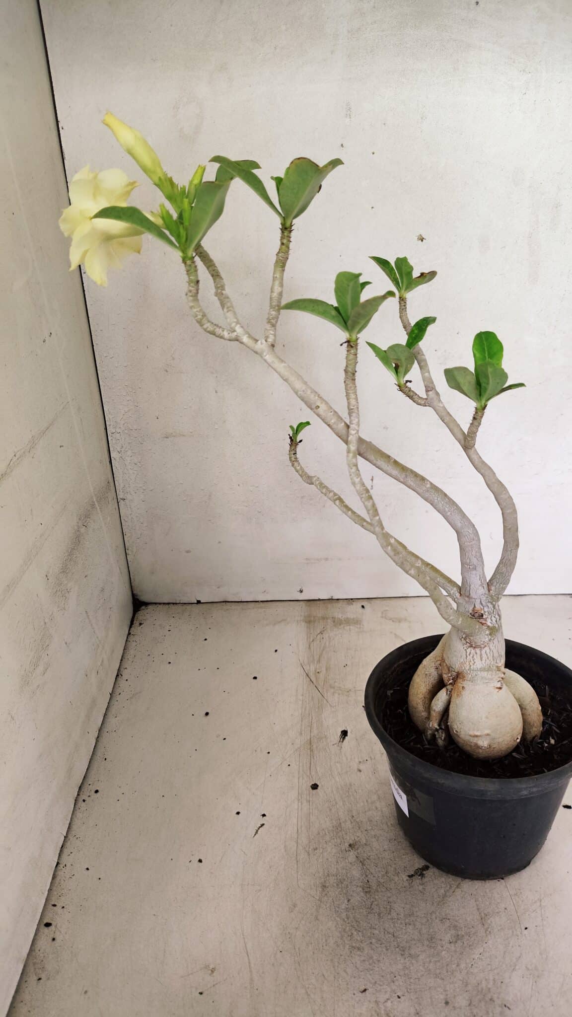 Planta Dobrada 3596 – 35cm – 03 anos - foto 7