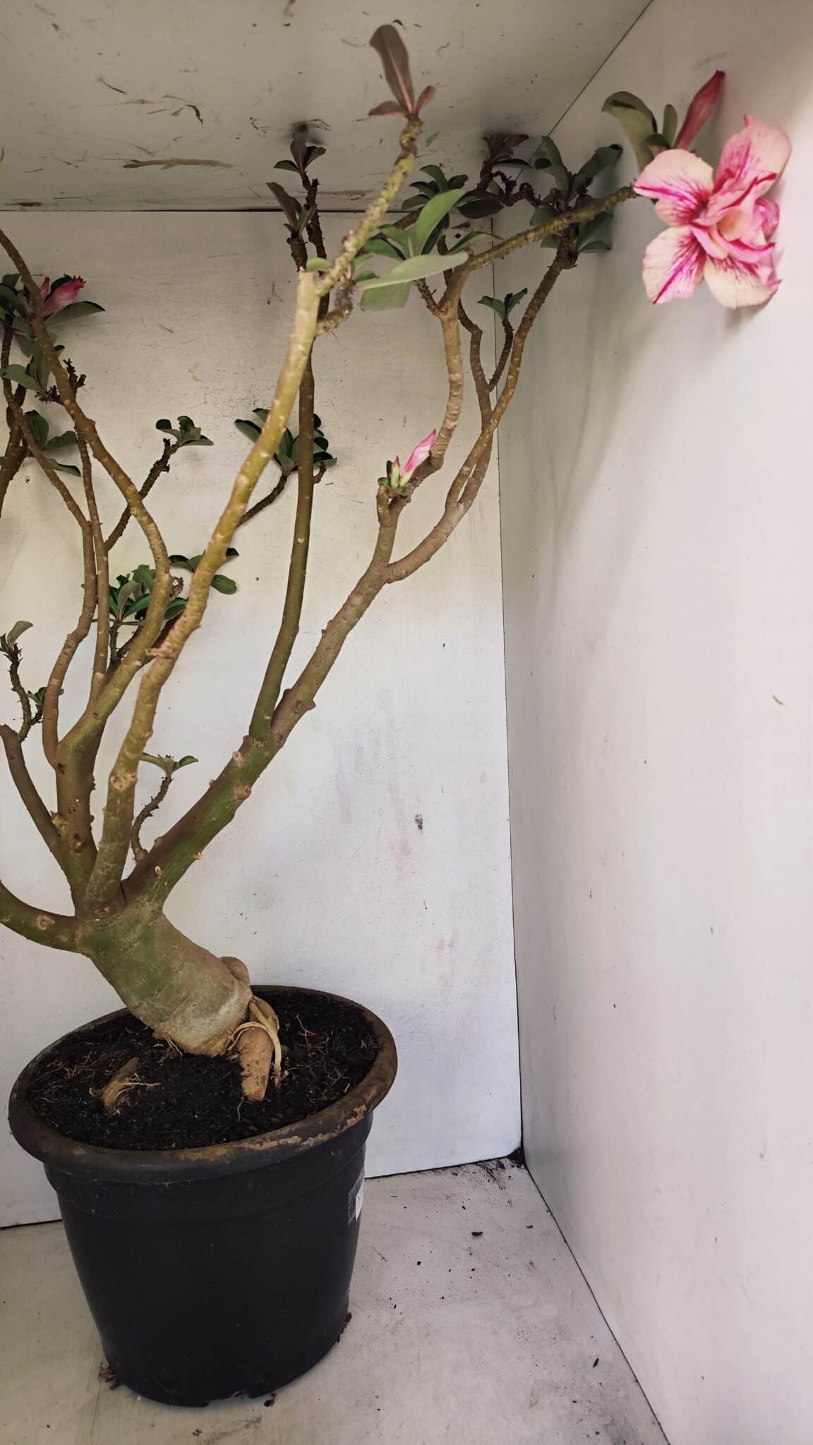 Planta Dobrada 3596 – 70cm – 06 anos - foto 9