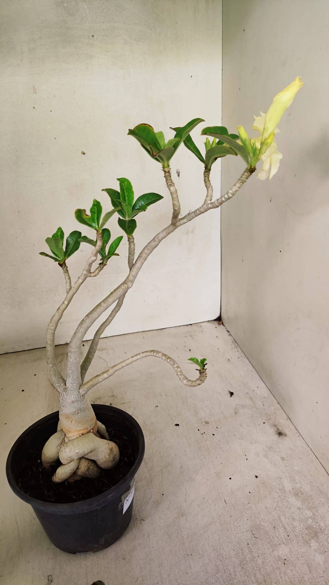 Planta Dobrada 3596 – 35cm – 03 anos - foto 6