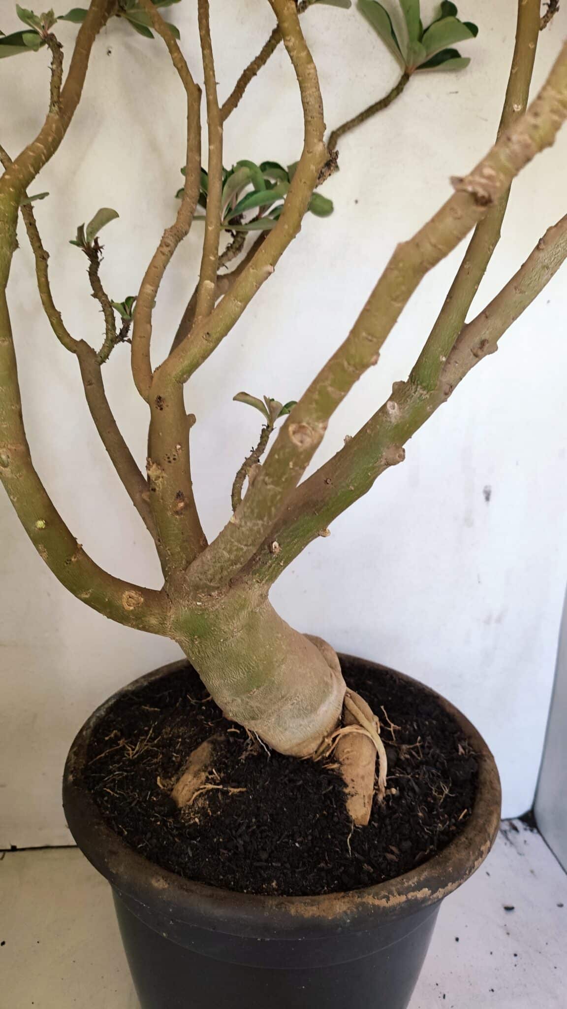 Planta Dobrada 3596 – 70cm – 06 anos - foto 8