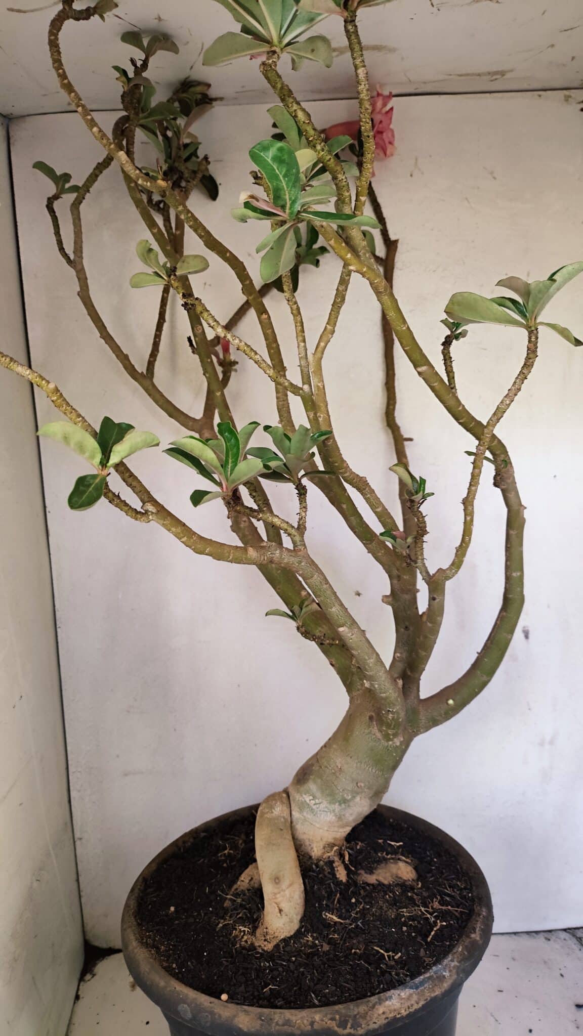 Planta Dobrada 3596 – 70cm – 06 anos - foto 6