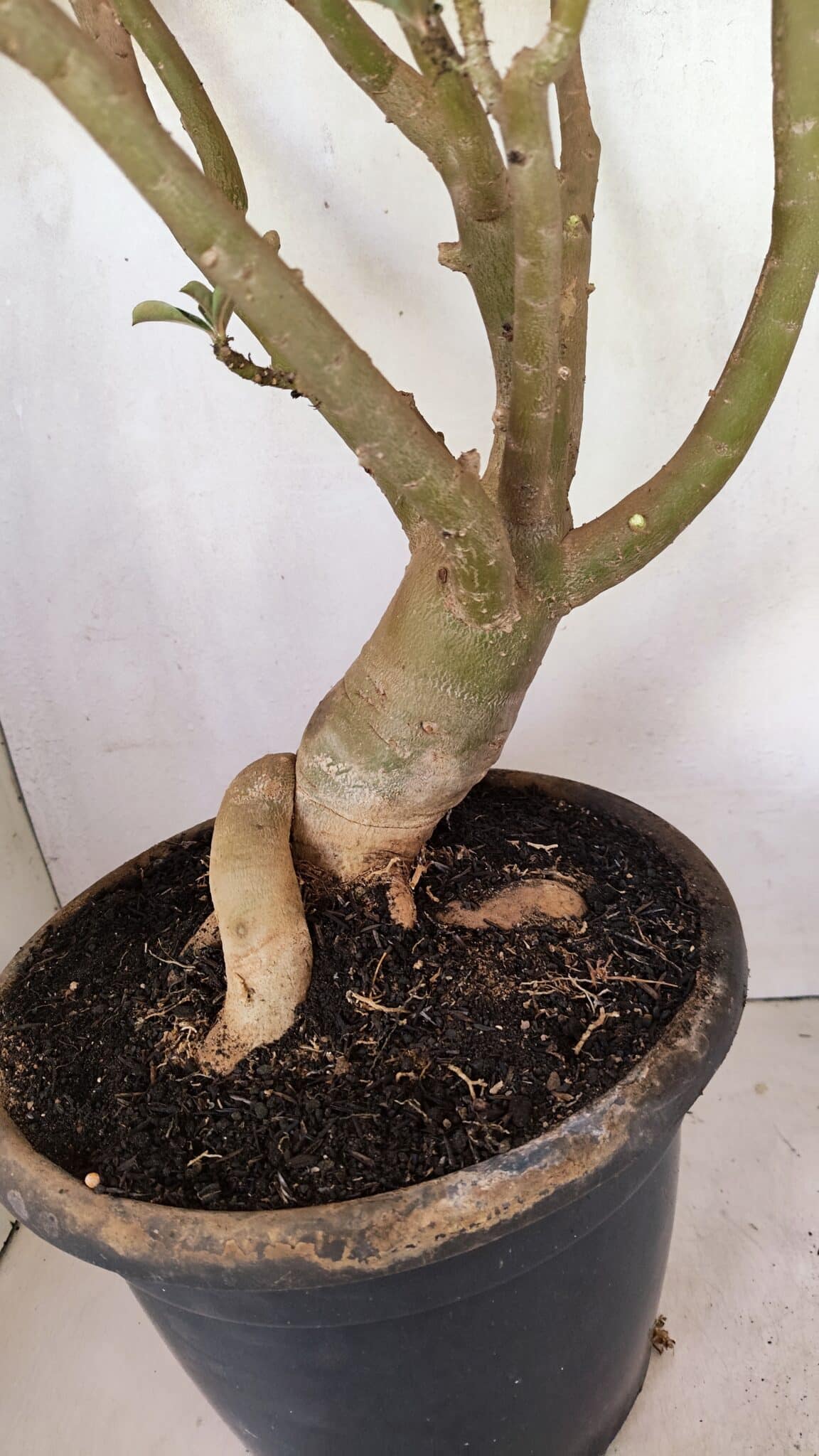 Planta Dobrada 3596 – 70cm – 06 anos - foto 5