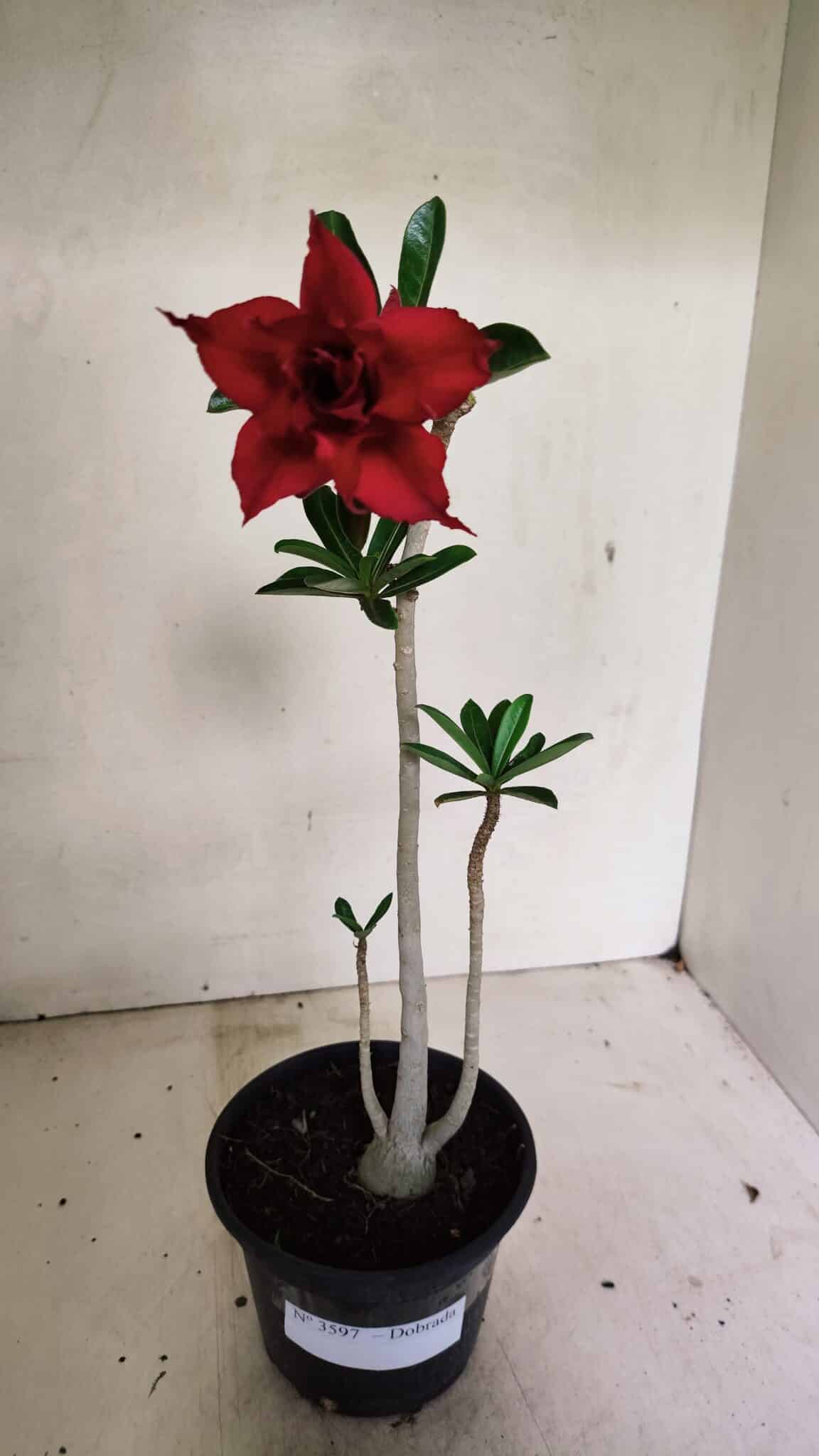 Planta Dobrada 3597 – 30cm – 03 anos - foto 2