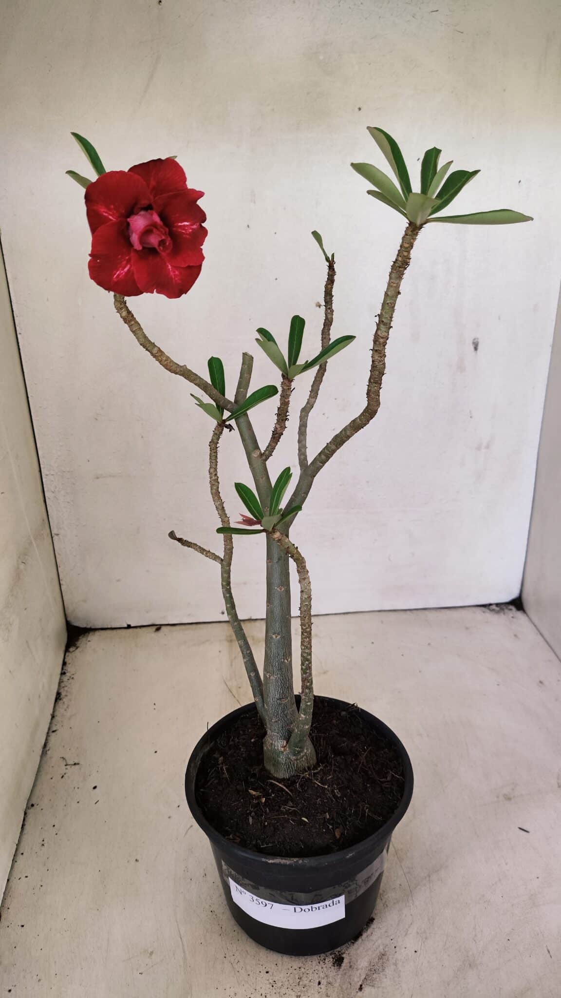 Planta Dobrada 3597 – 35cm – 03 anos - foto 2