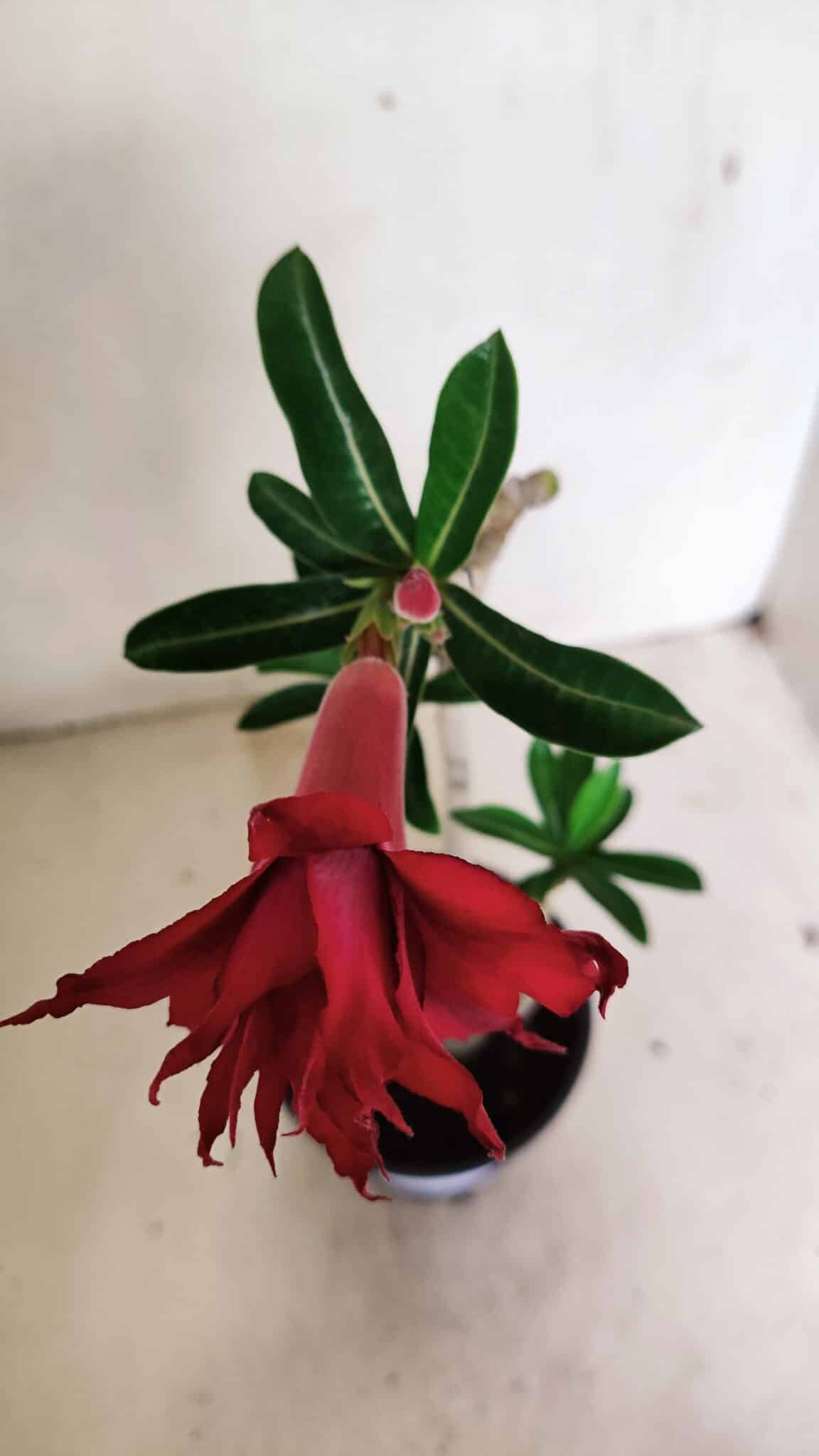 Planta Dobrada 3597 – 30cm – 03 anos (cópia) - foto 4